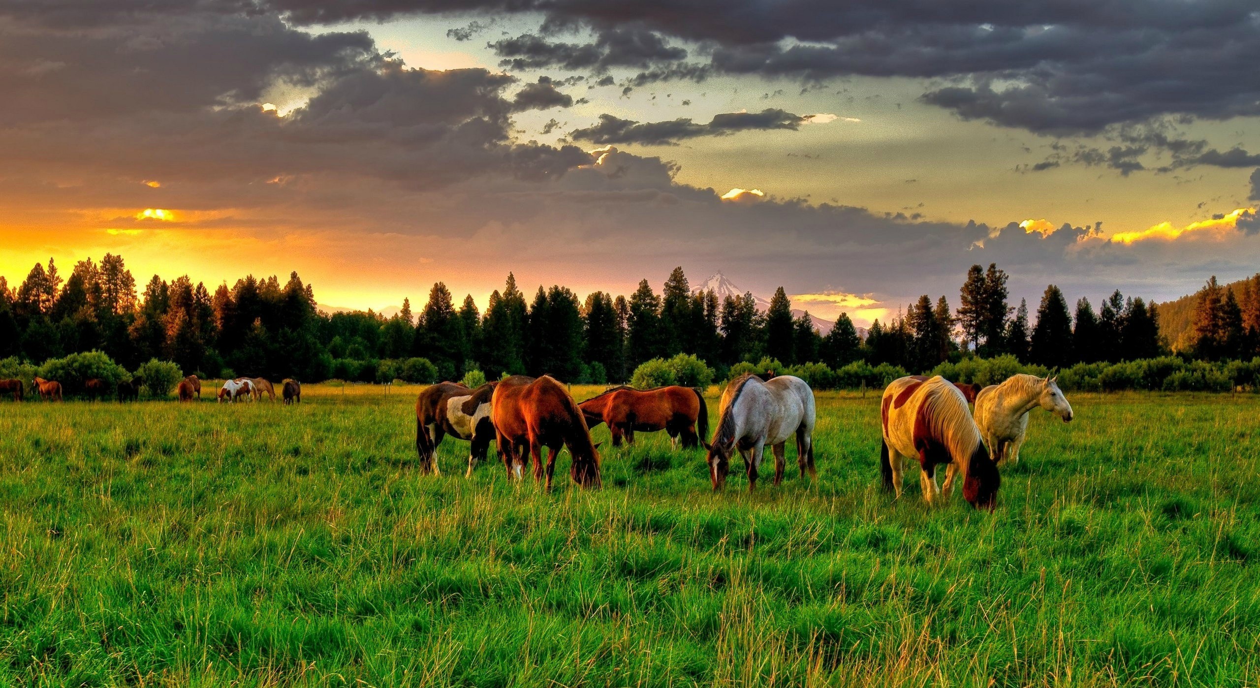 Mongolia Wallpapers