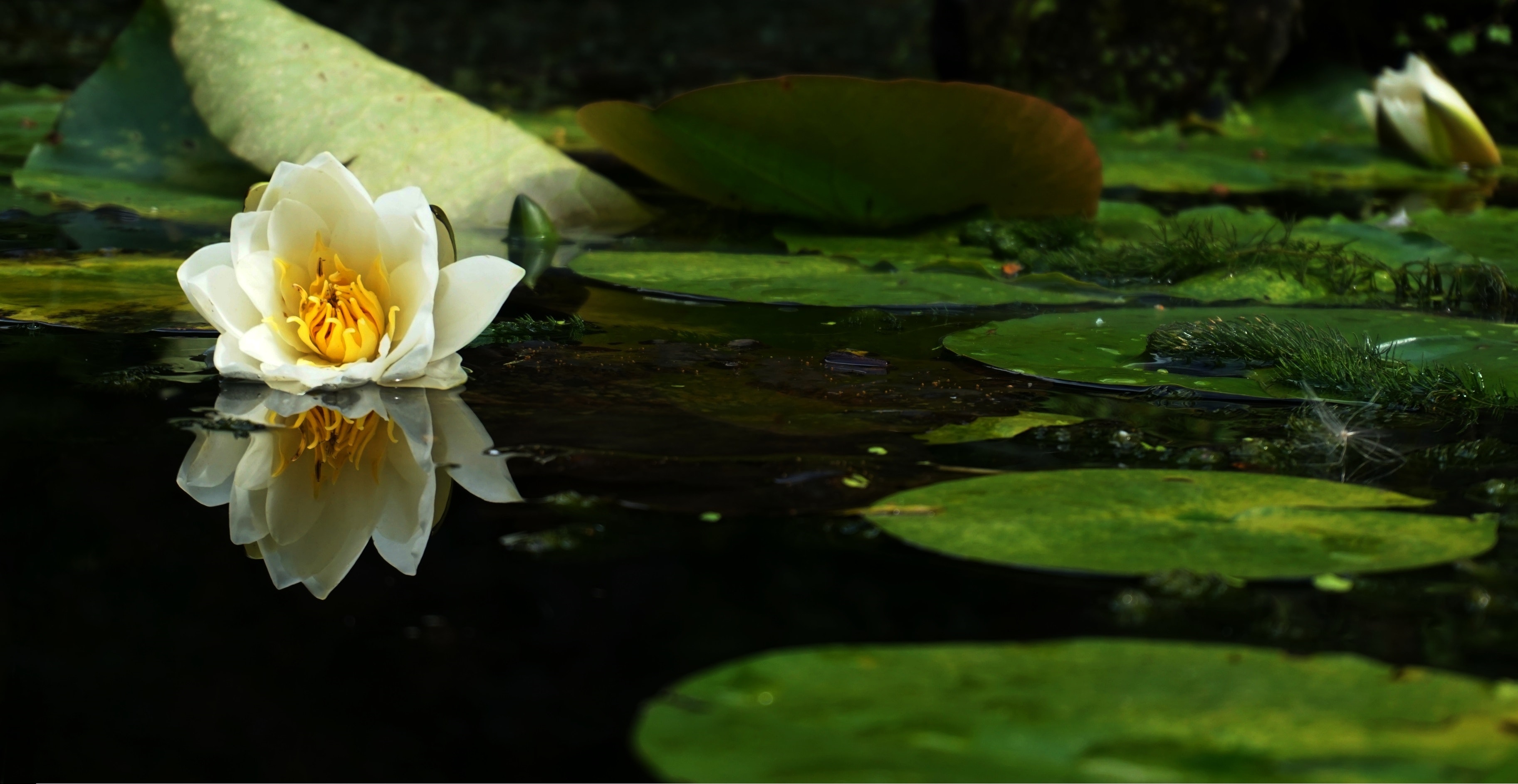 Pond Wallpapers