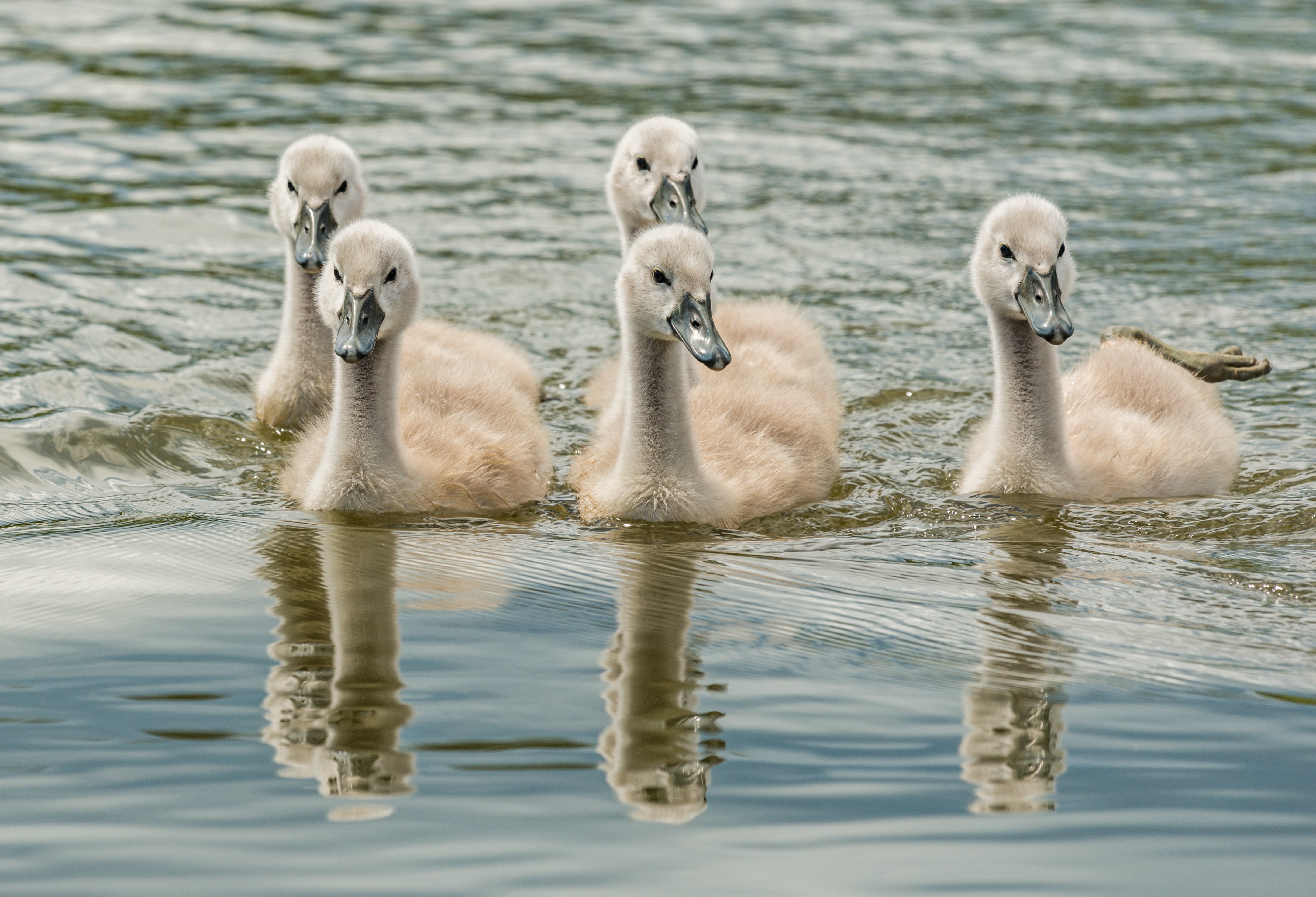 Swan River Australia 5K Wallpapers