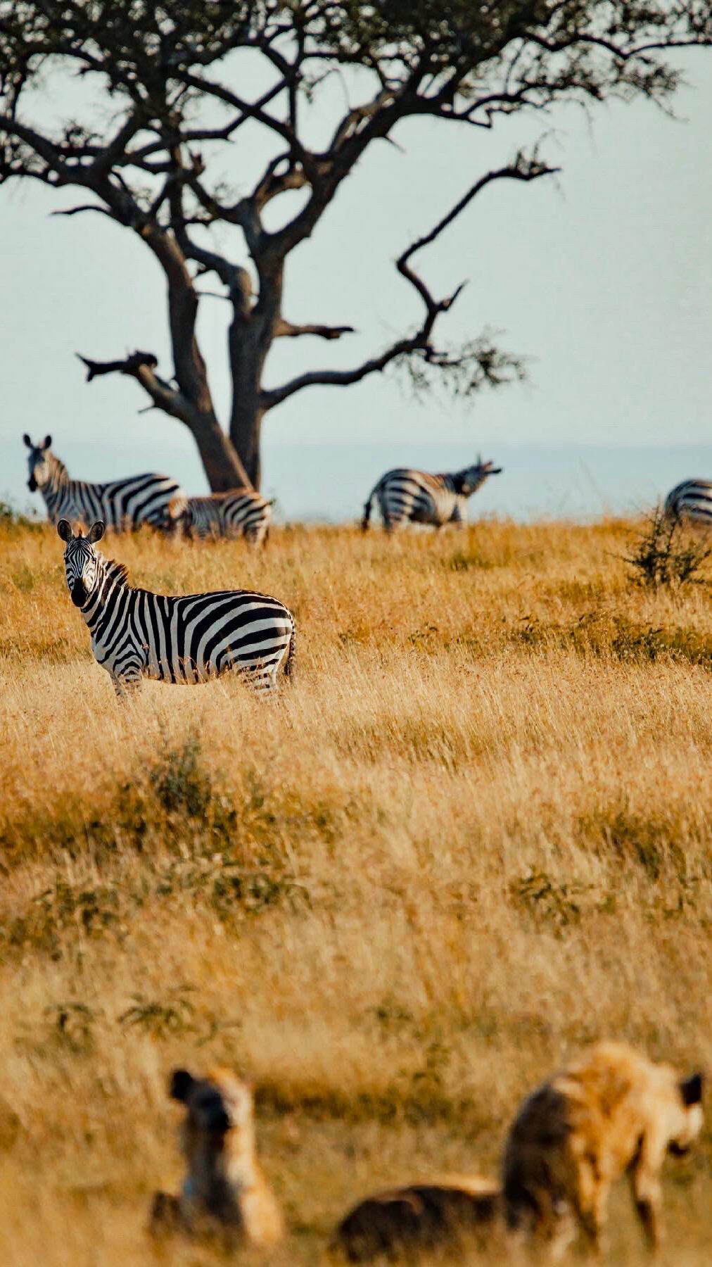 Tanzania Wallpapers