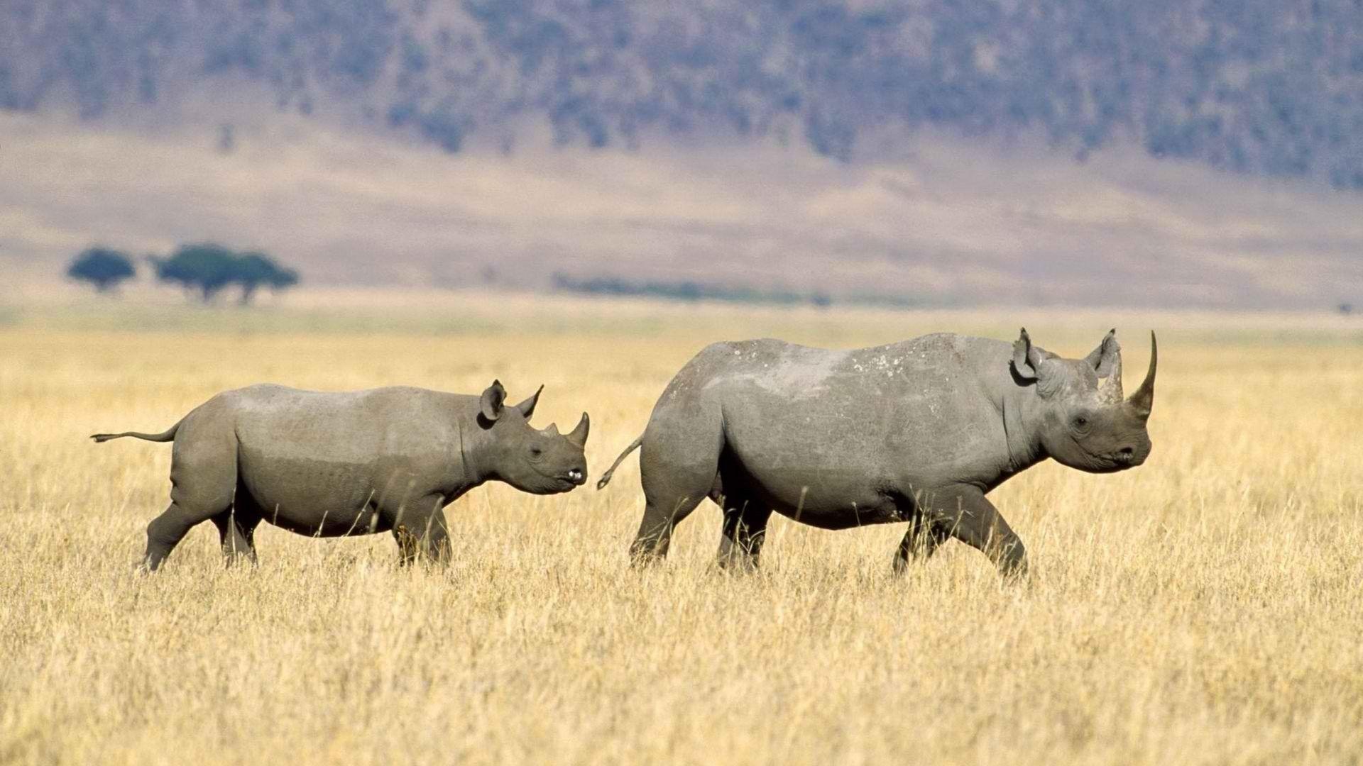 Tanzania Wallpapers