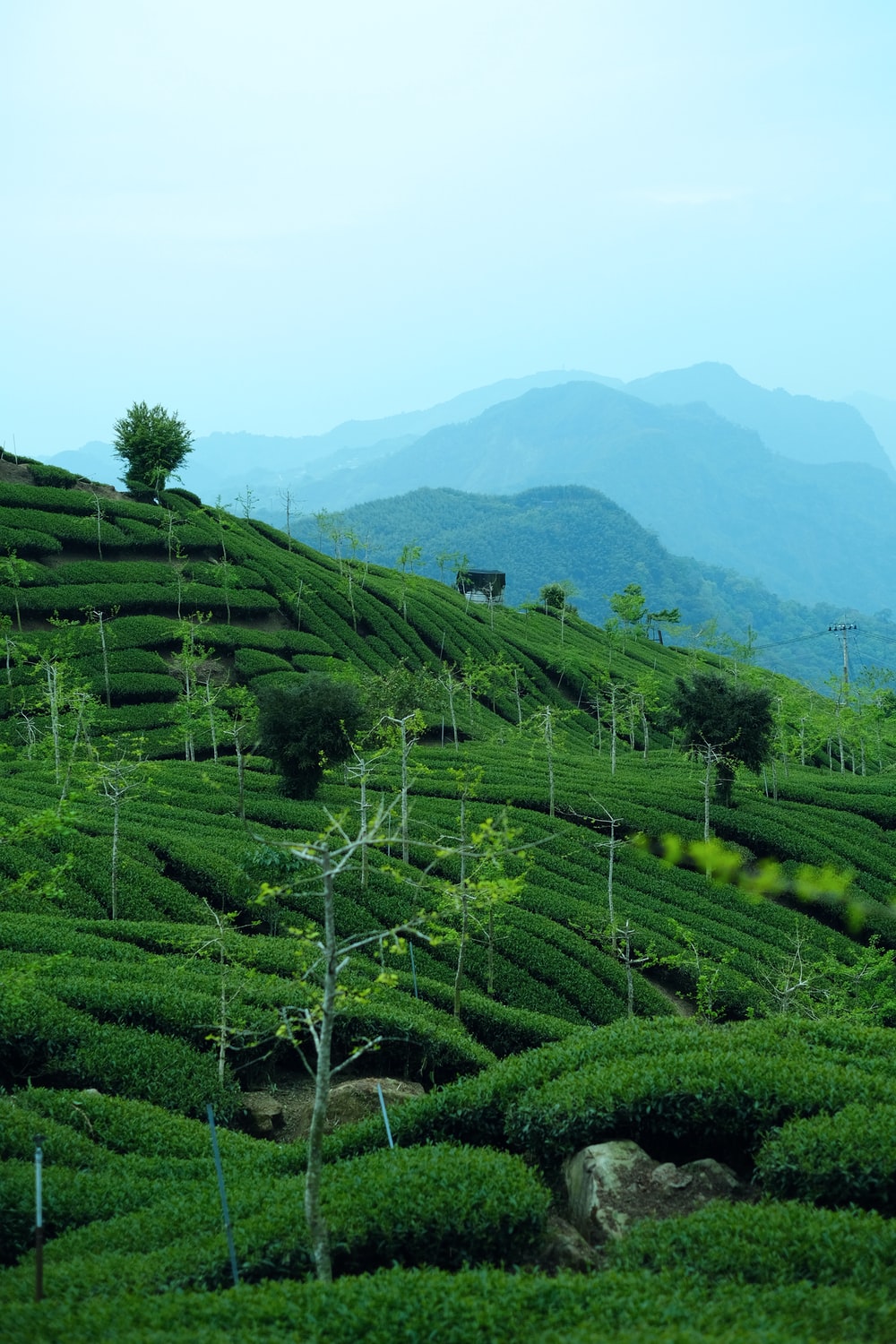 Tea Plantation Wallpapers