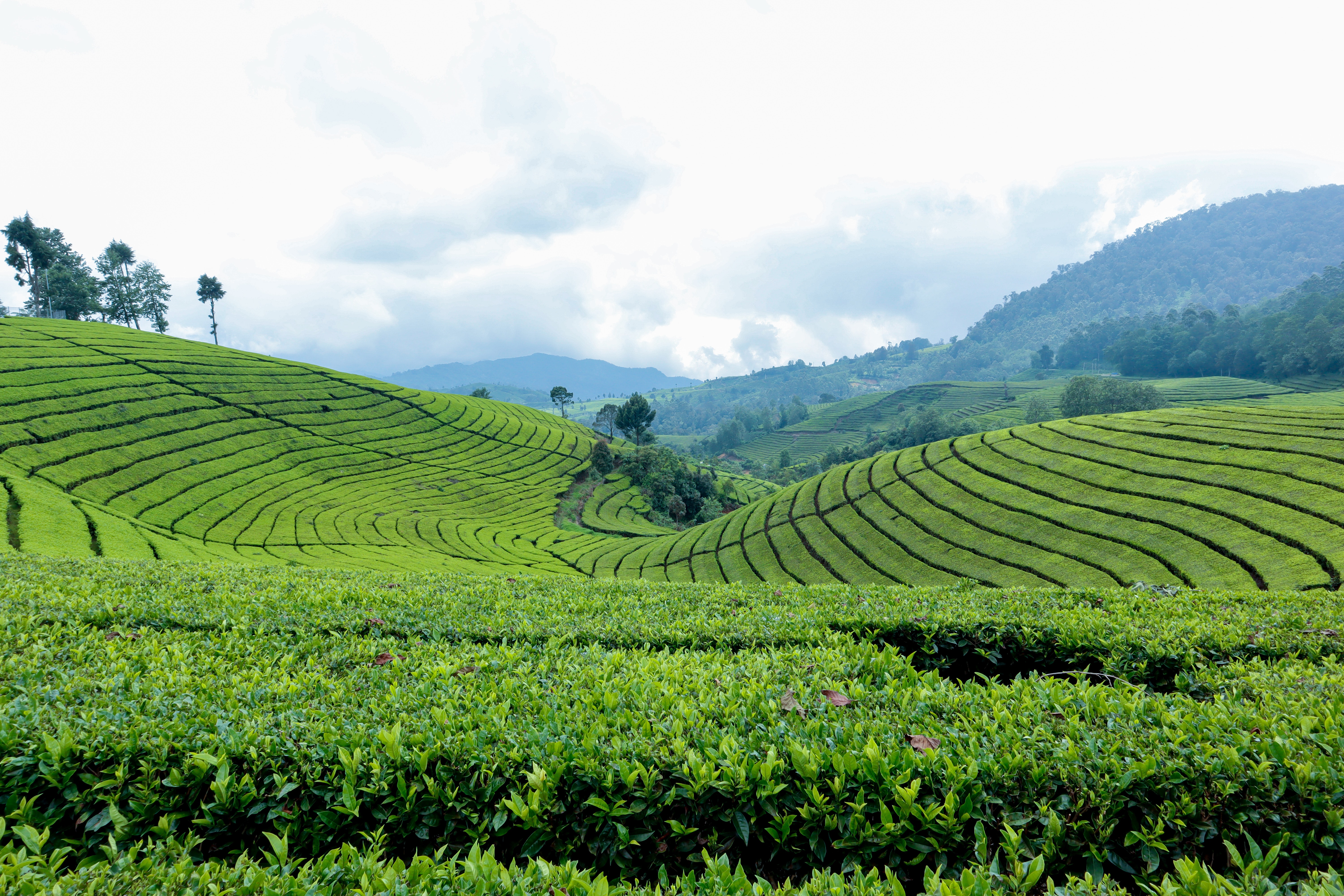 Tea Plantation Wallpapers