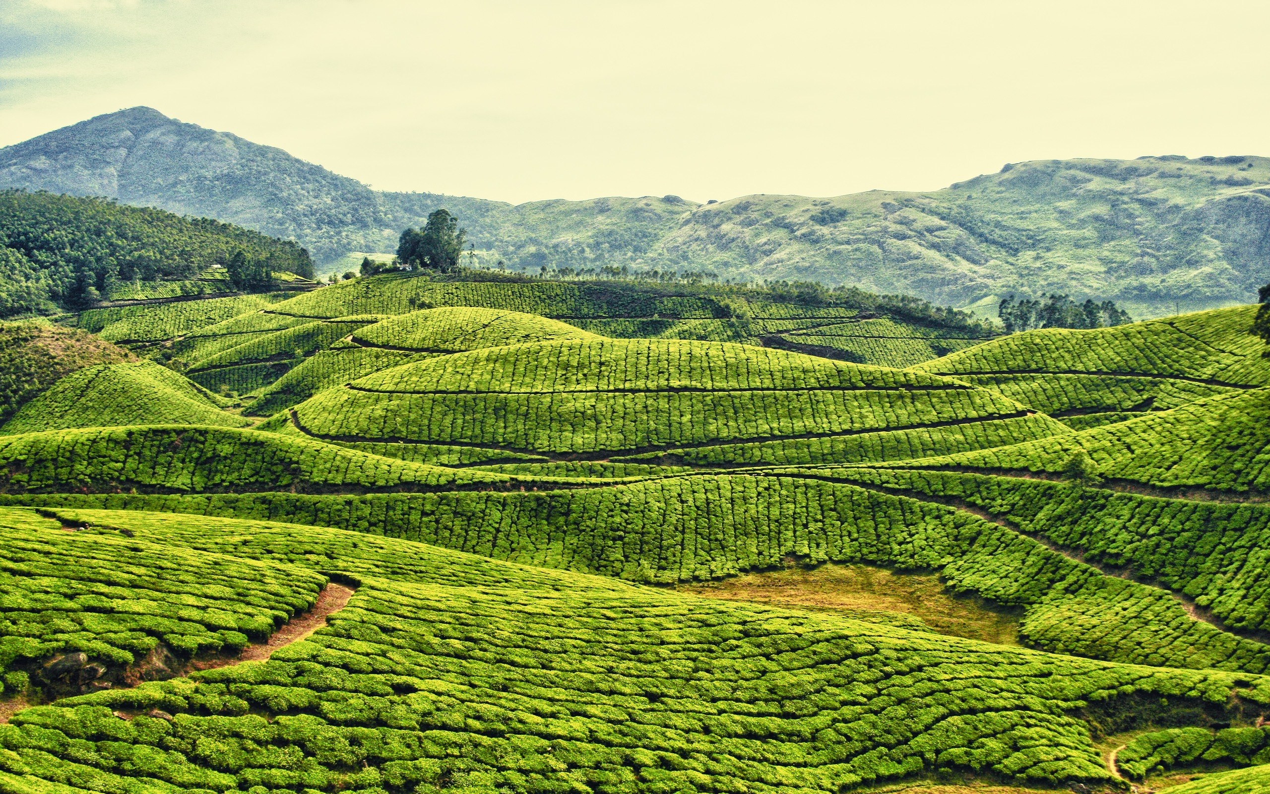 Tea Plantation Wallpapers