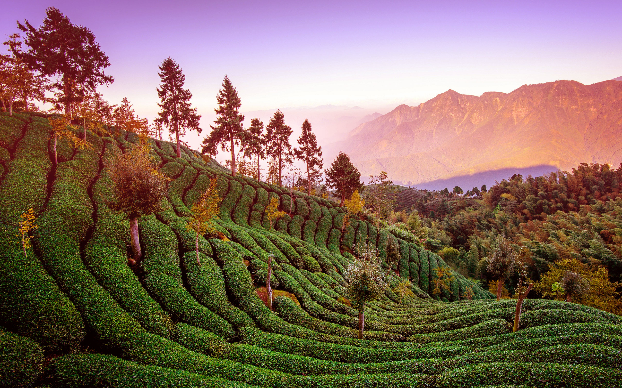 Tea Plantation Wallpapers