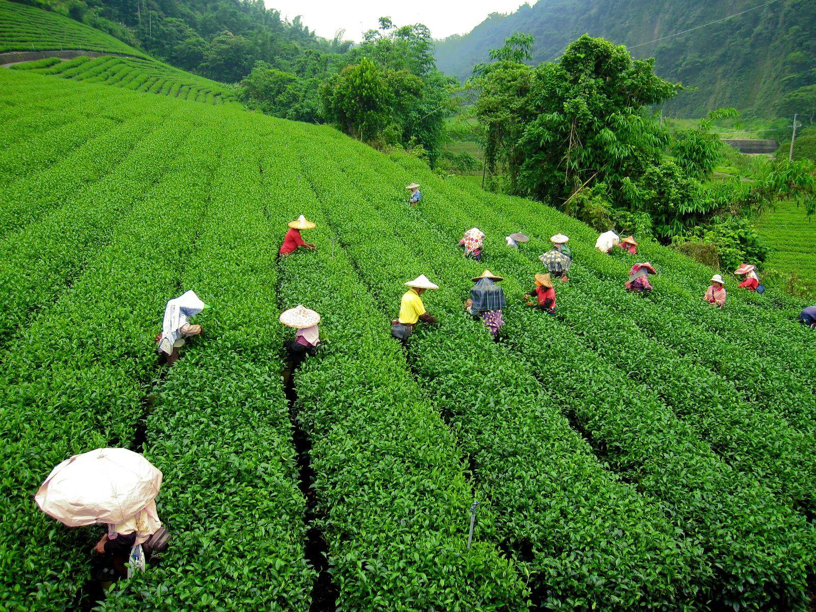 Tea Plantation Wallpapers