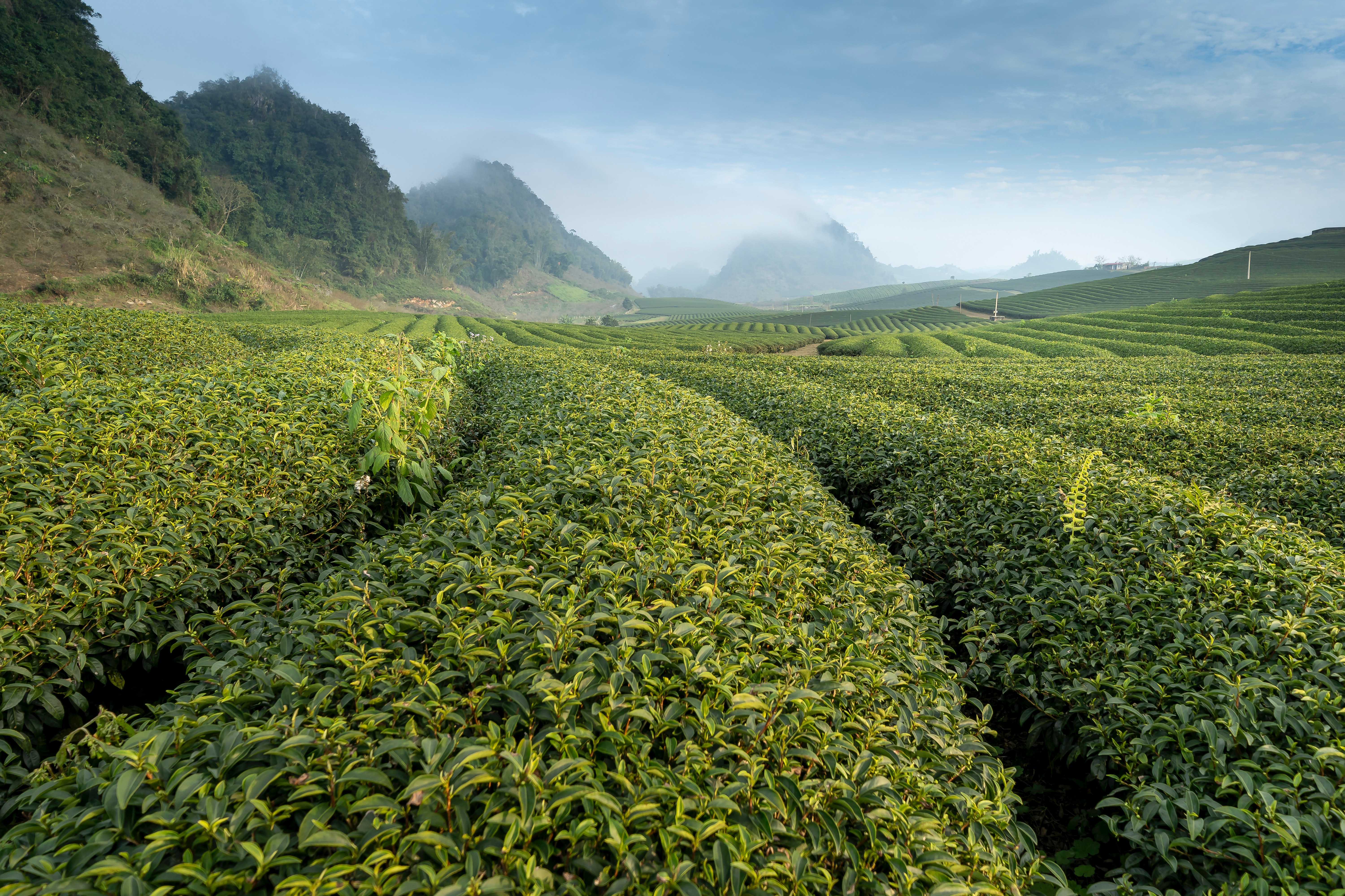 Tea Plantation Wallpapers