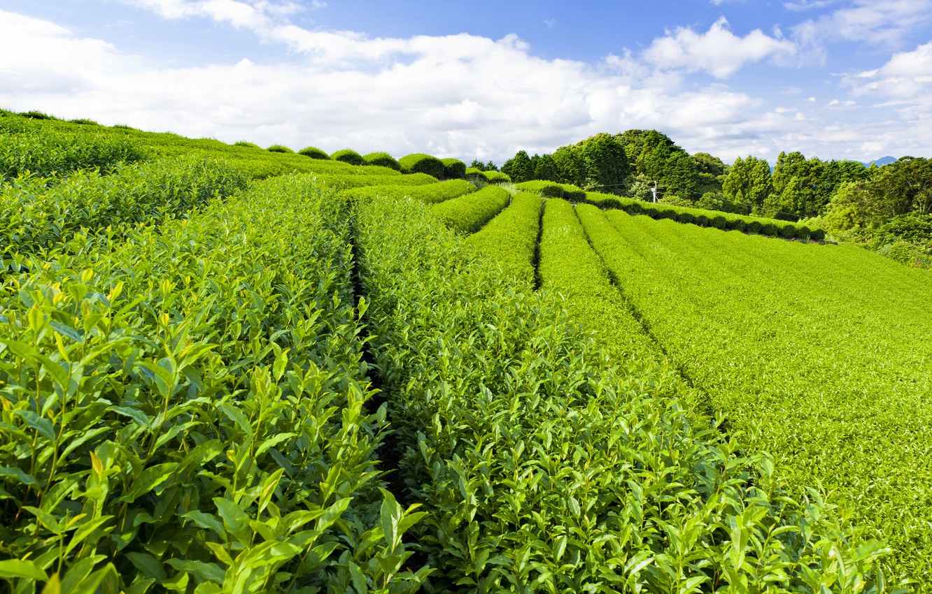 Tea Plantation Wallpapers