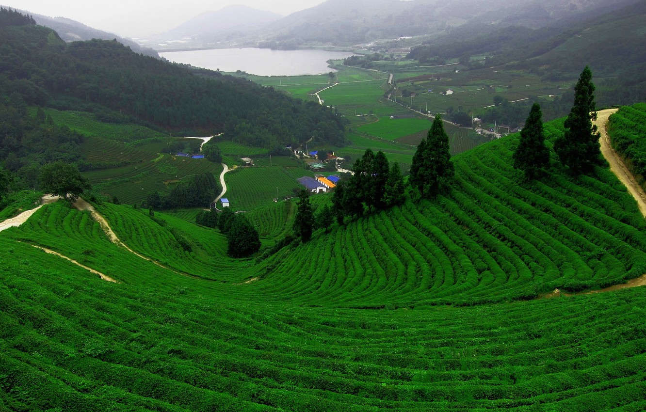 Tea Plantation Wallpapers