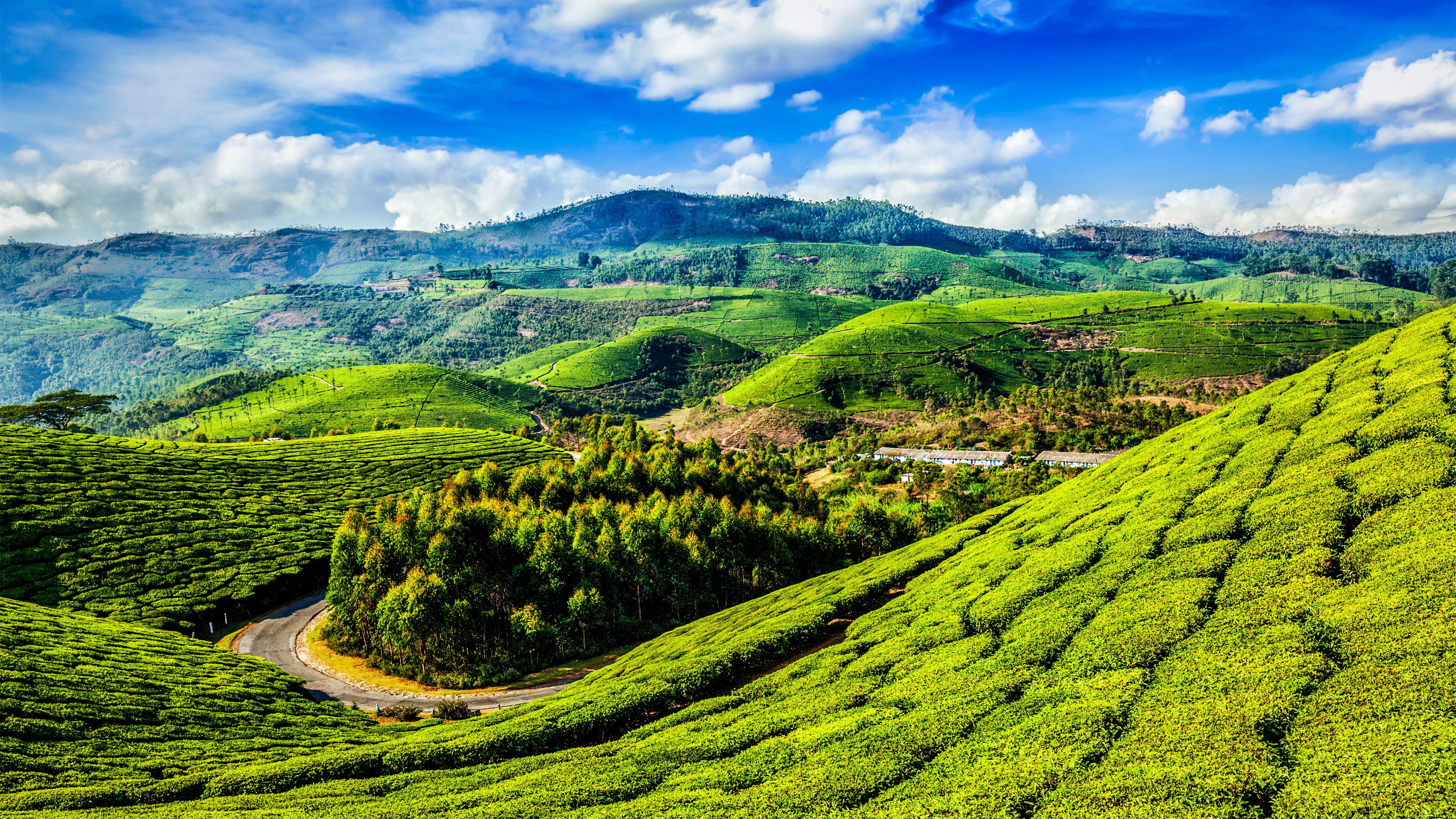 Tea Plantation Wallpapers