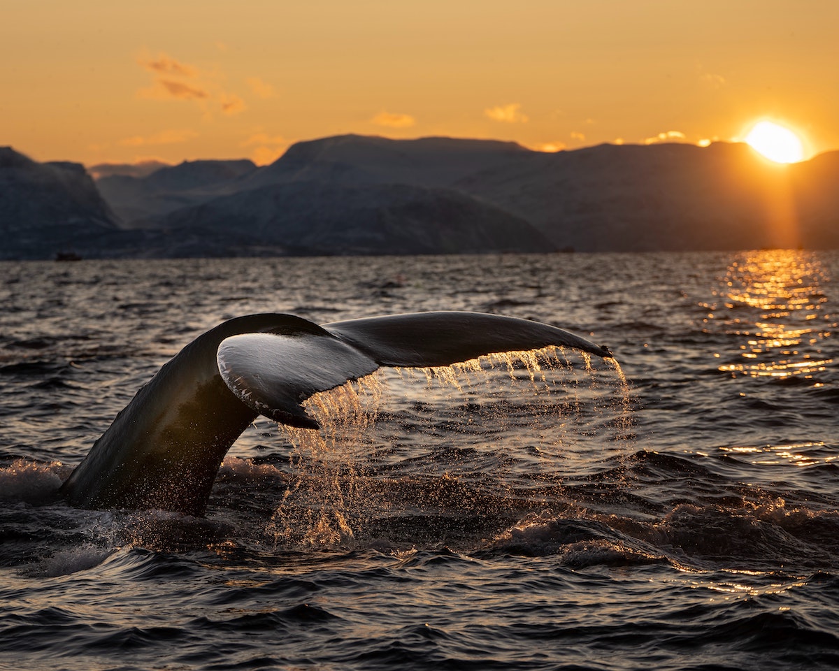 The Whale Norway Wallpapers