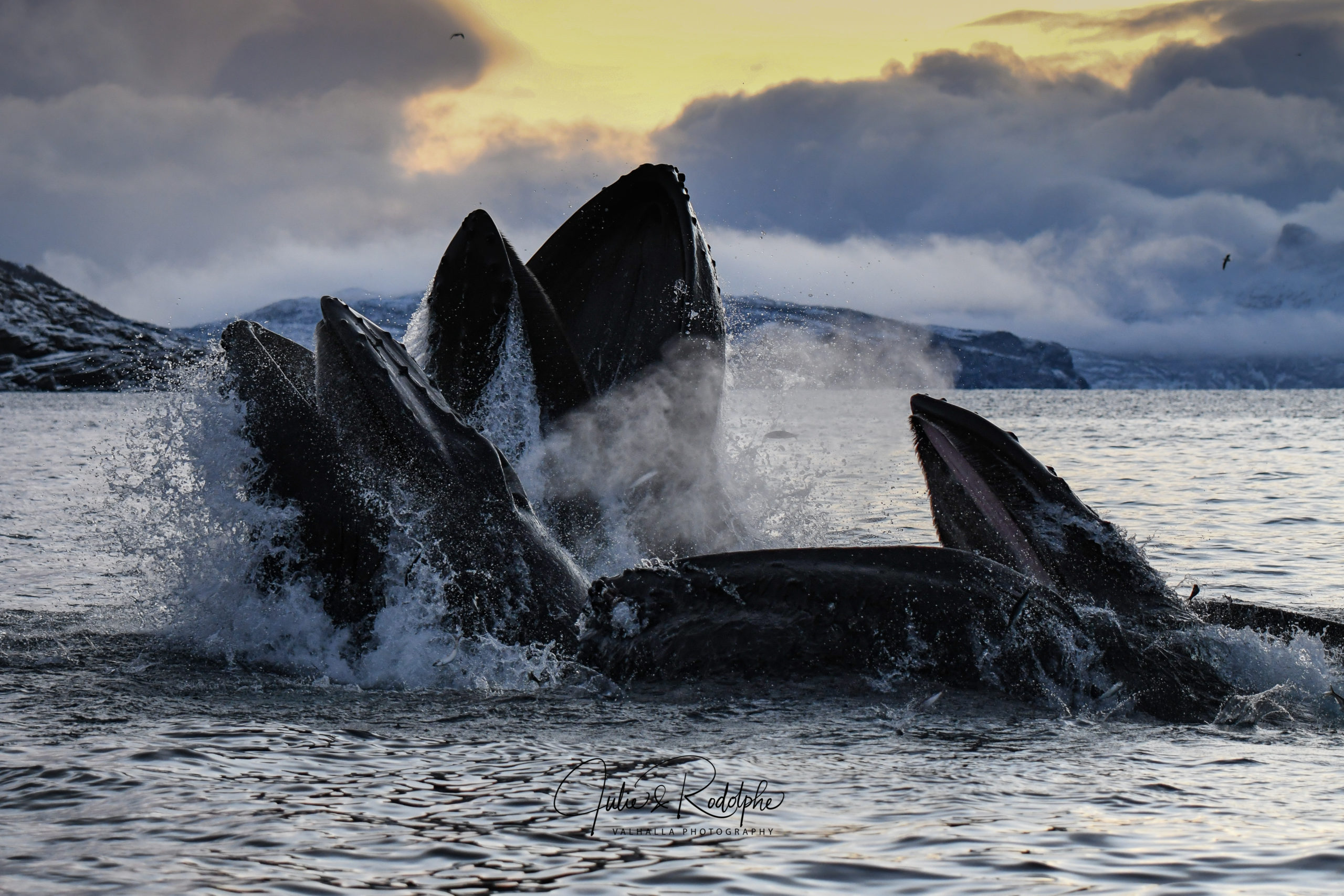 The Whale Norway Wallpapers