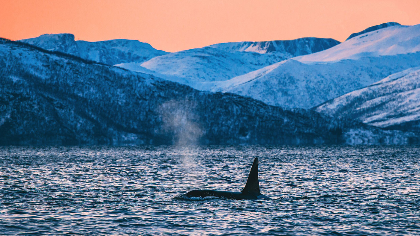 The Whale Norway Wallpapers