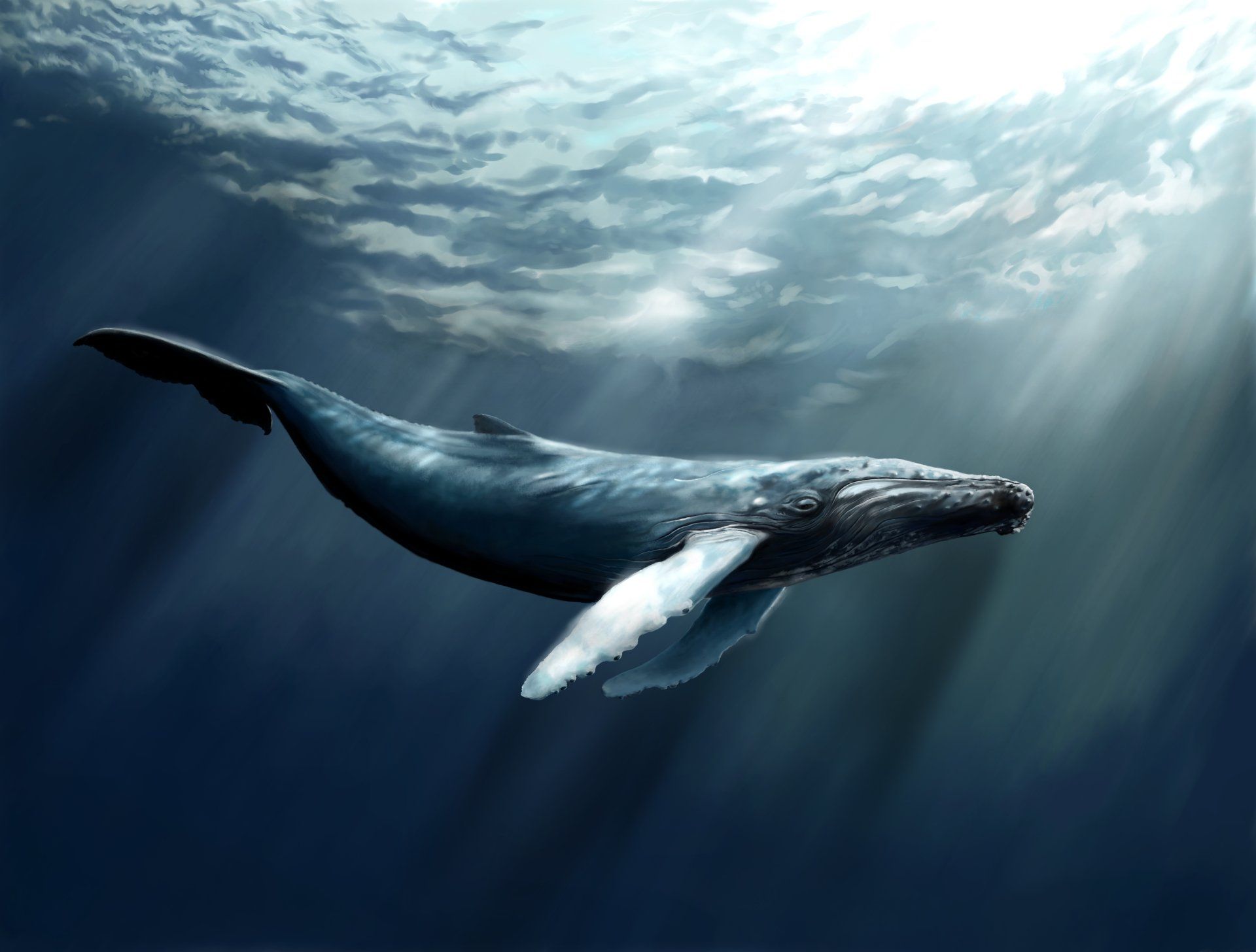 The Whale Norway Wallpapers