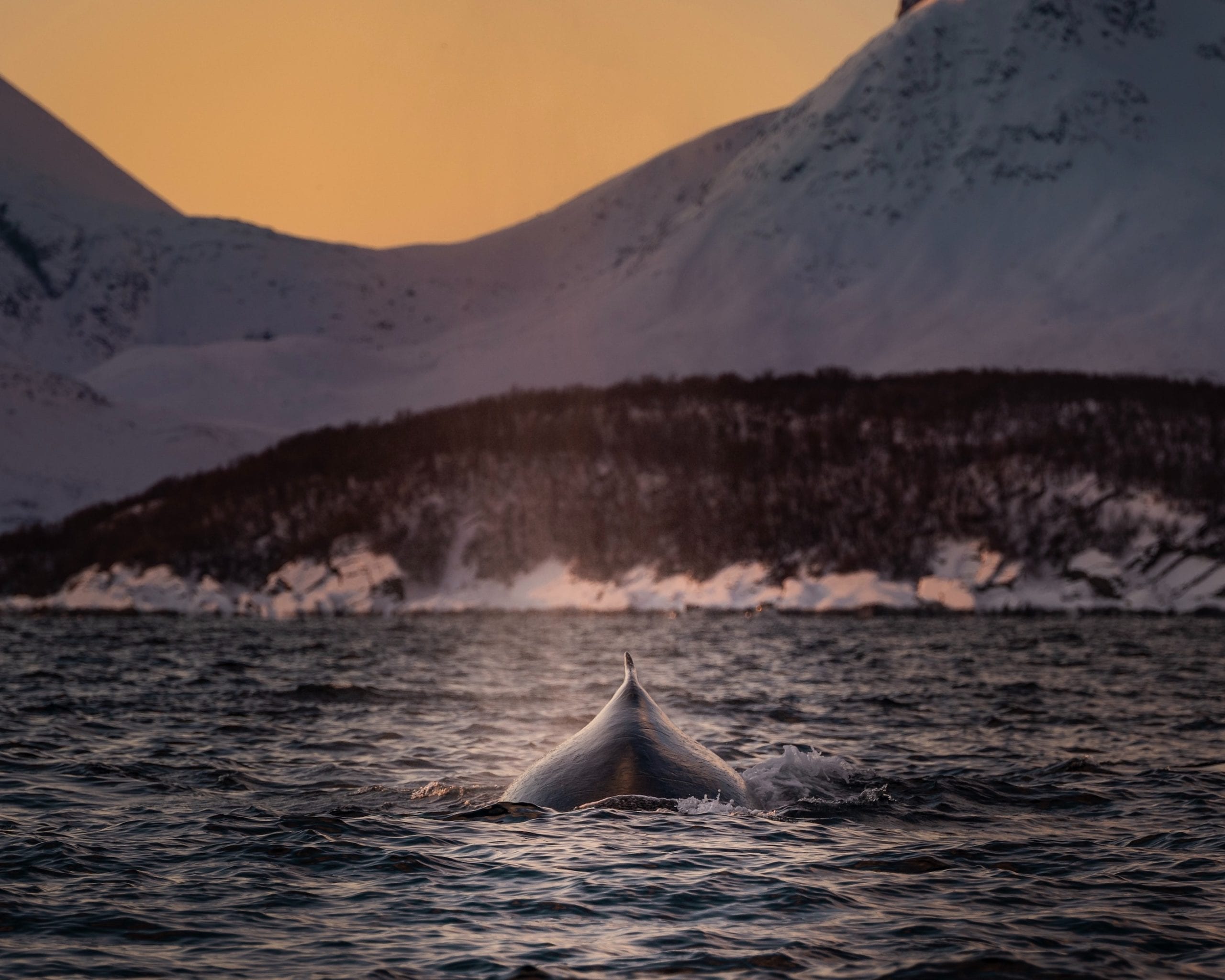 The Whale Norway Wallpapers