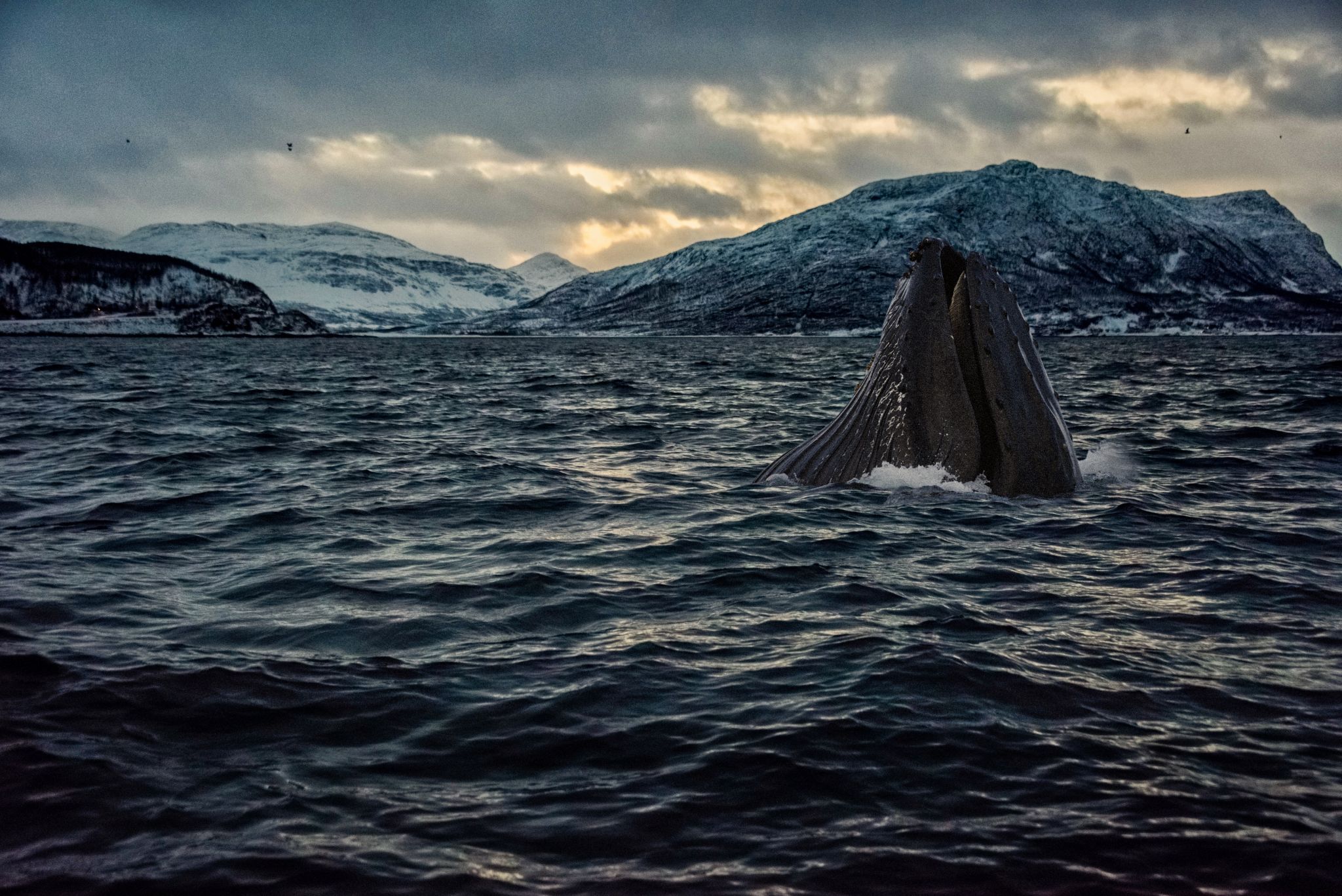 The Whale Norway Wallpapers