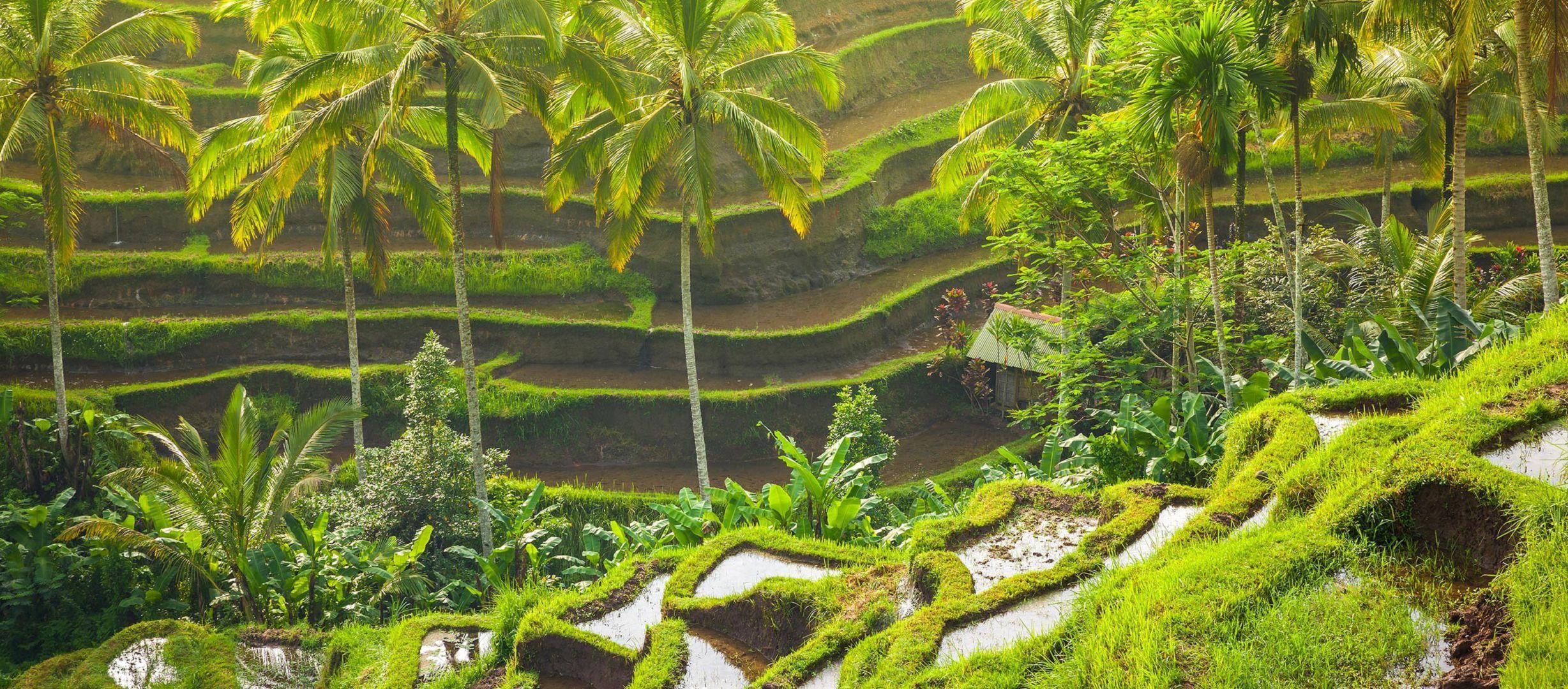 Ubud Wallpapers