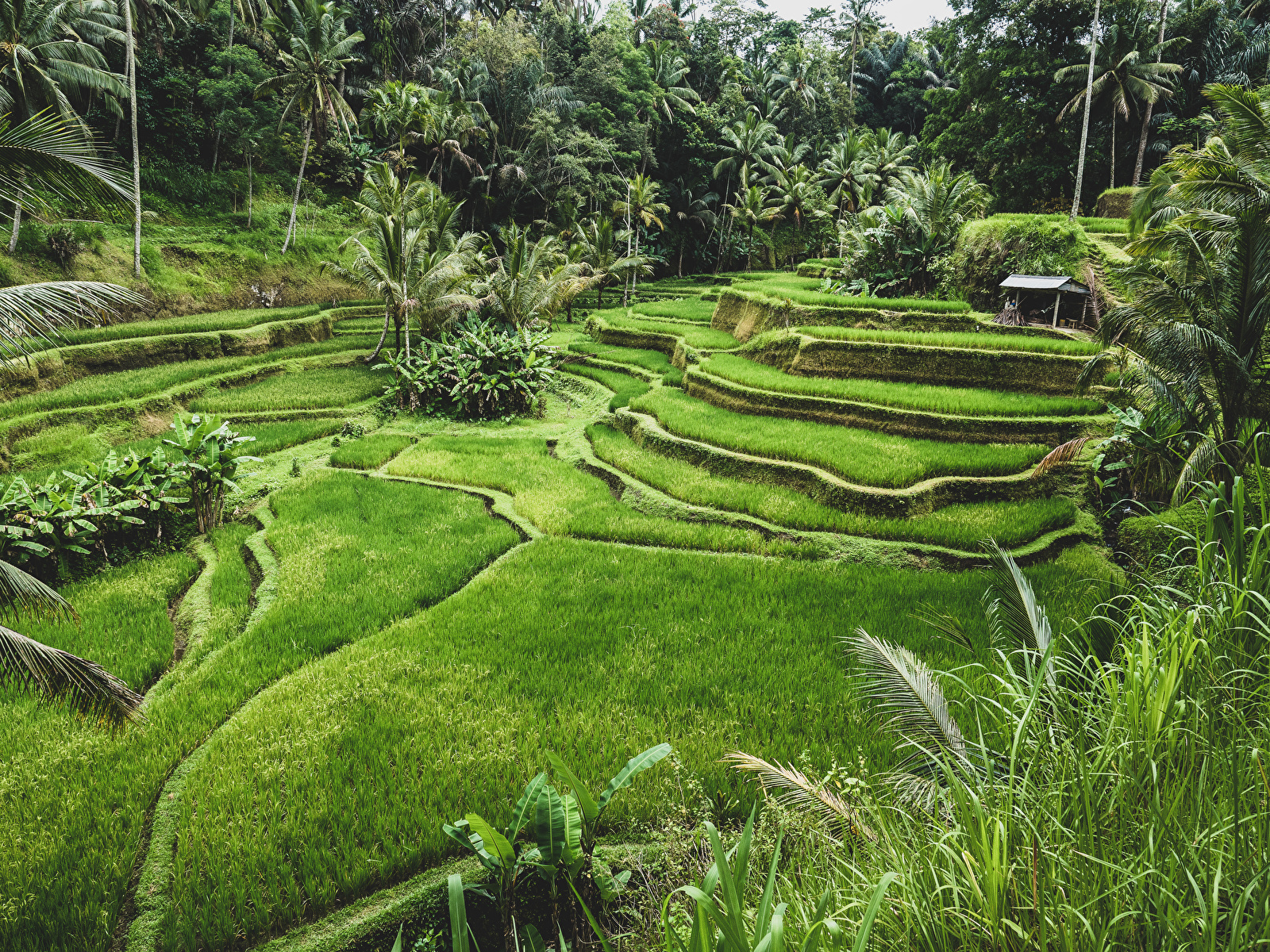 Ubud Wallpapers