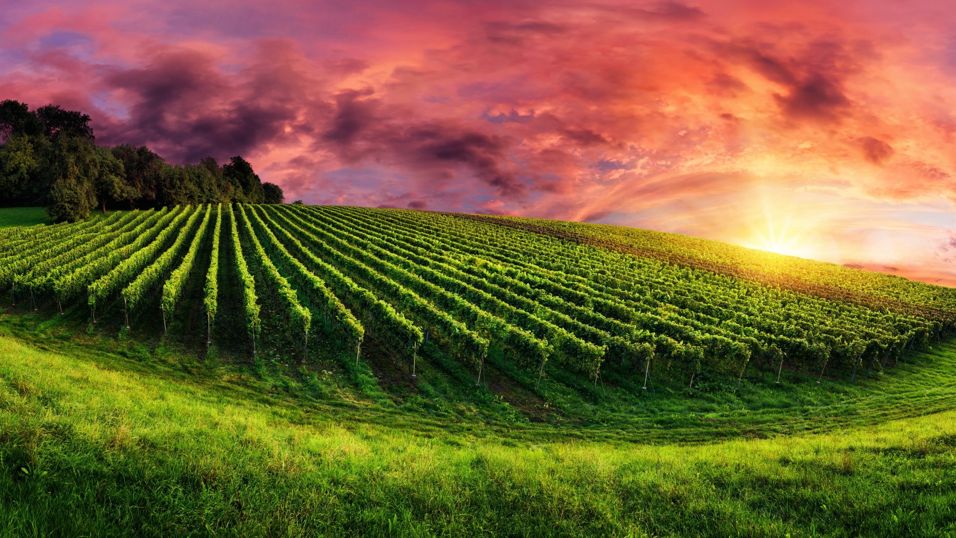 Vineyard Wallpapers