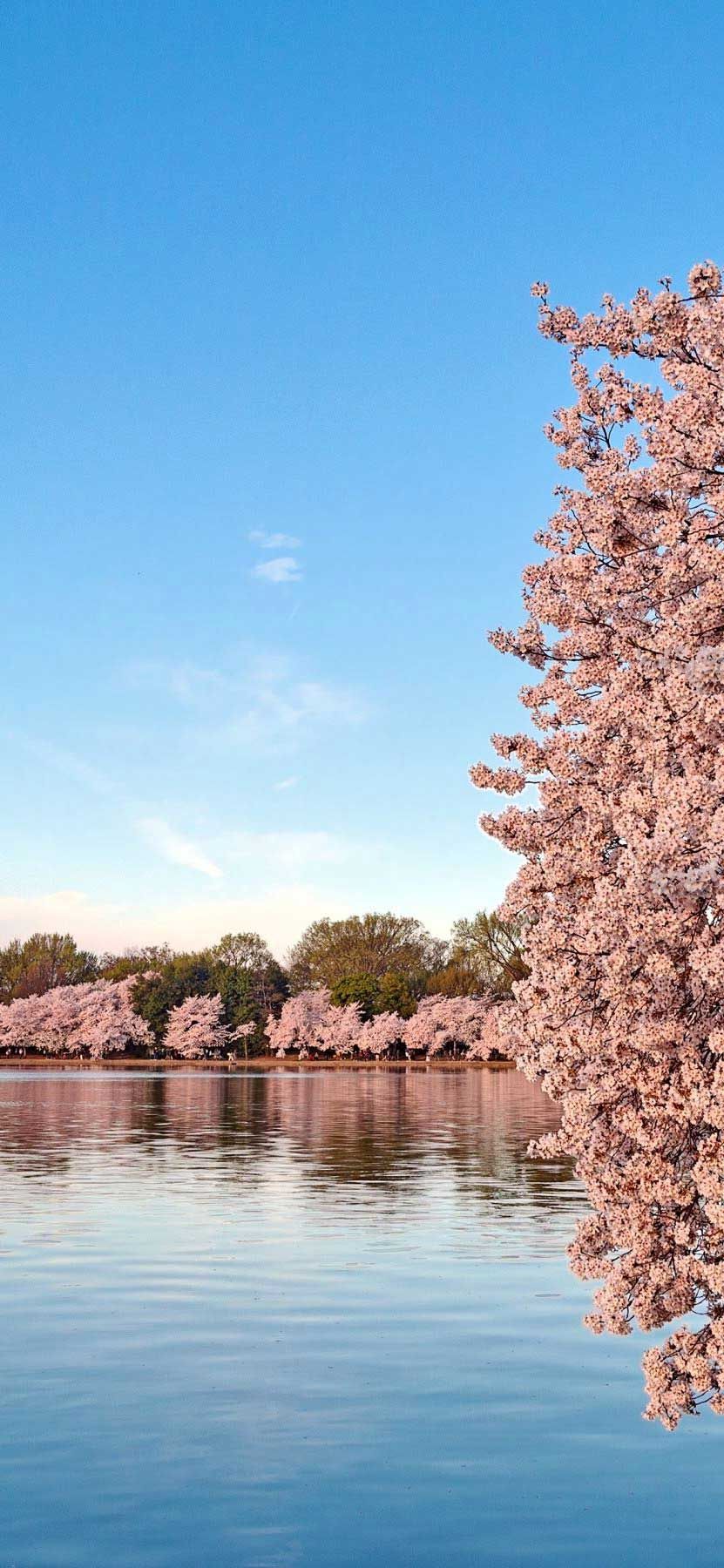 Washington Monument Wallpapers