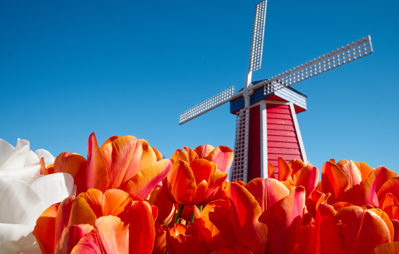 Windmill Wallpapers