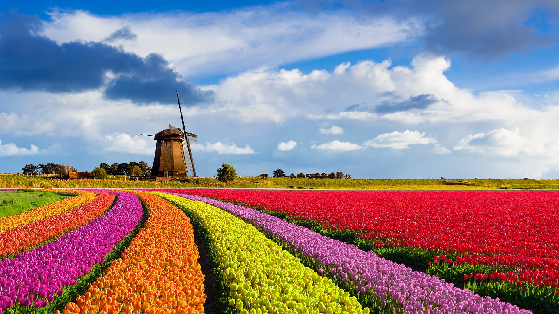 Windmill Fogy Netherlands Wallpapers