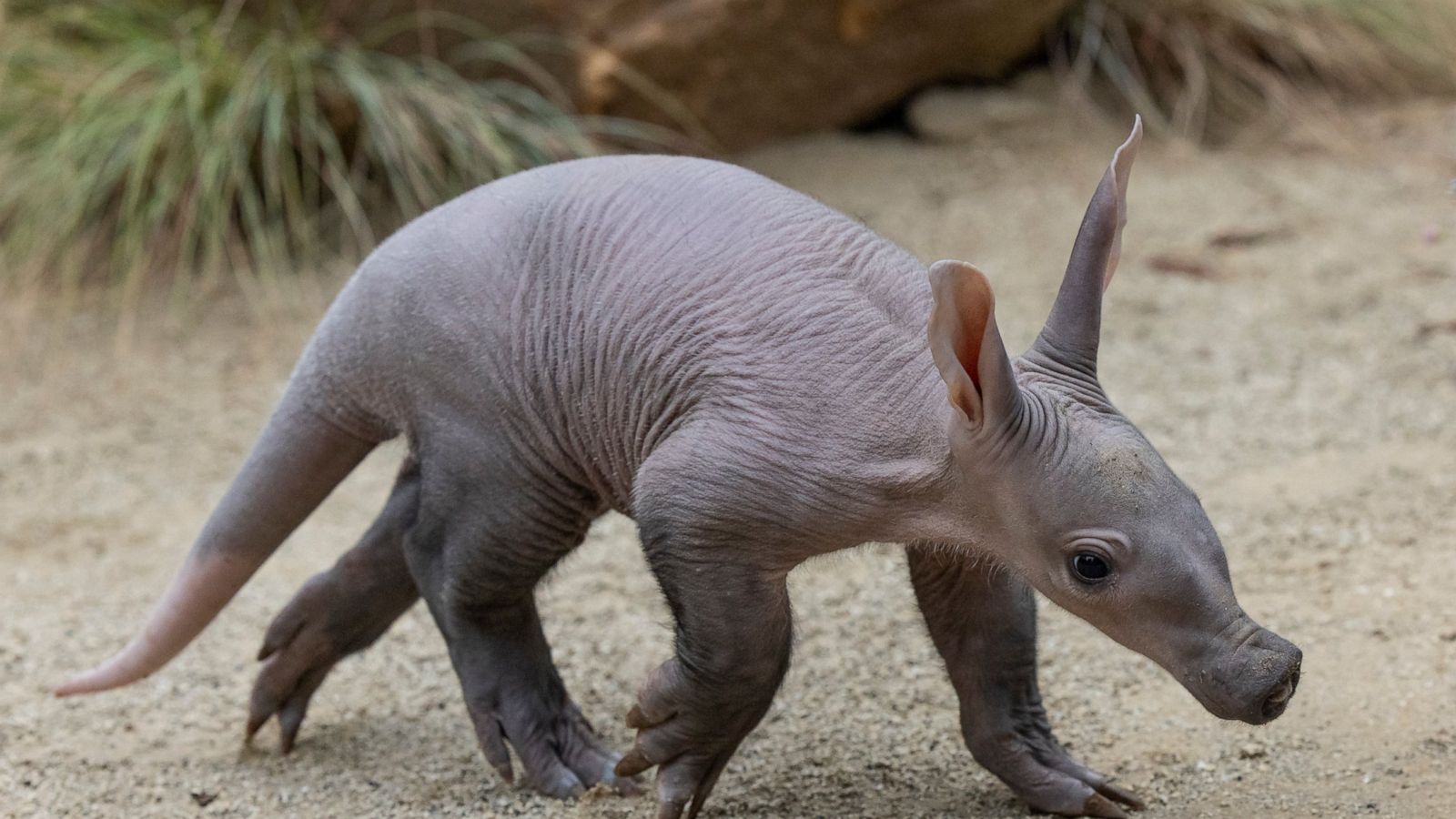 Aardvark Wallpapers