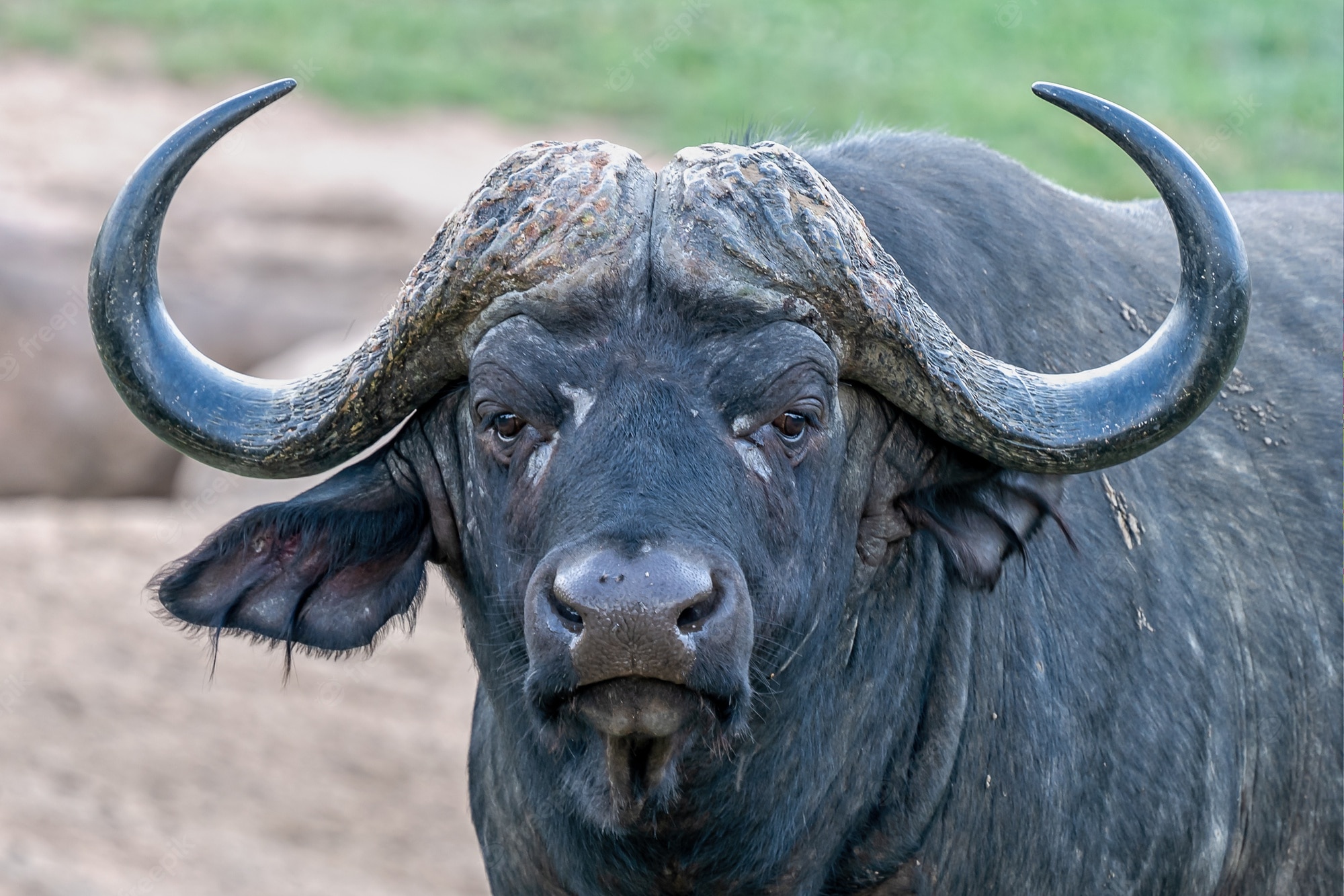 African Buffalo Wallpapers