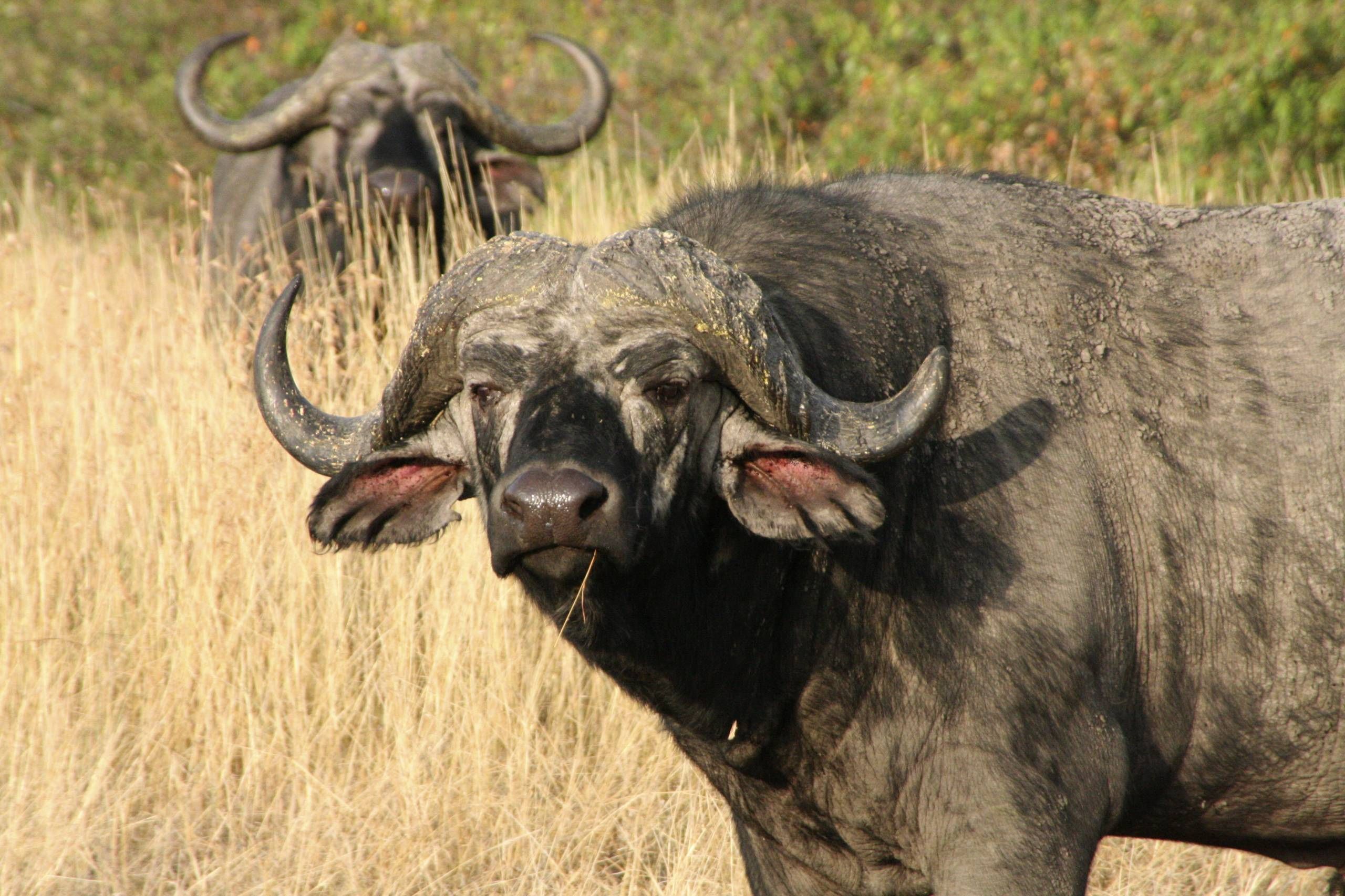 African Buffalo Wallpapers