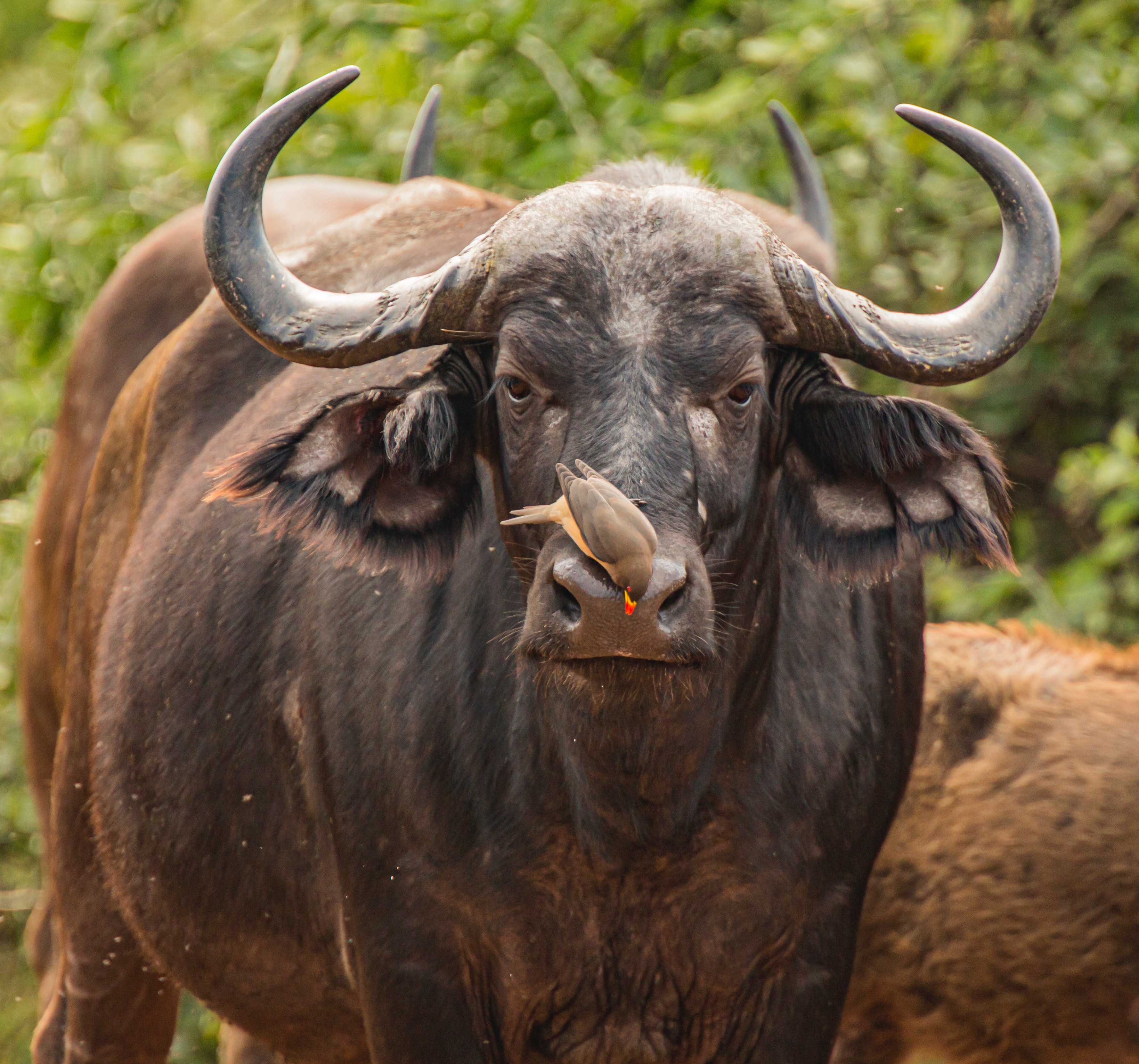 African Buffalo Wallpapers