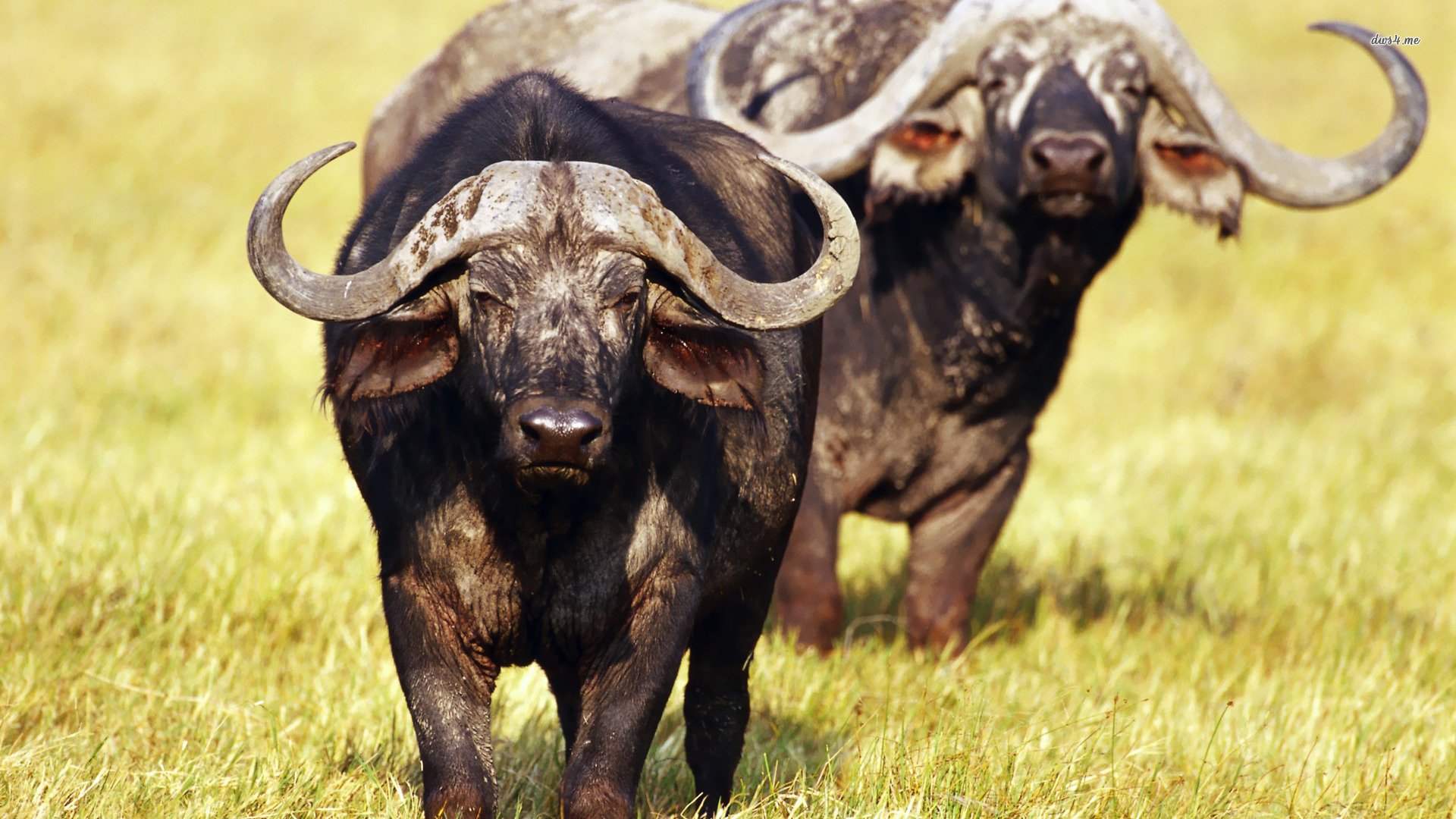 African Buffalo Wallpapers