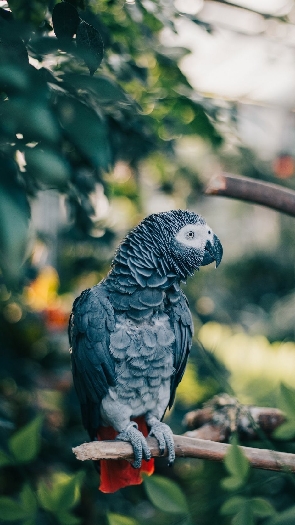 African Grey Parrot Wallpapers