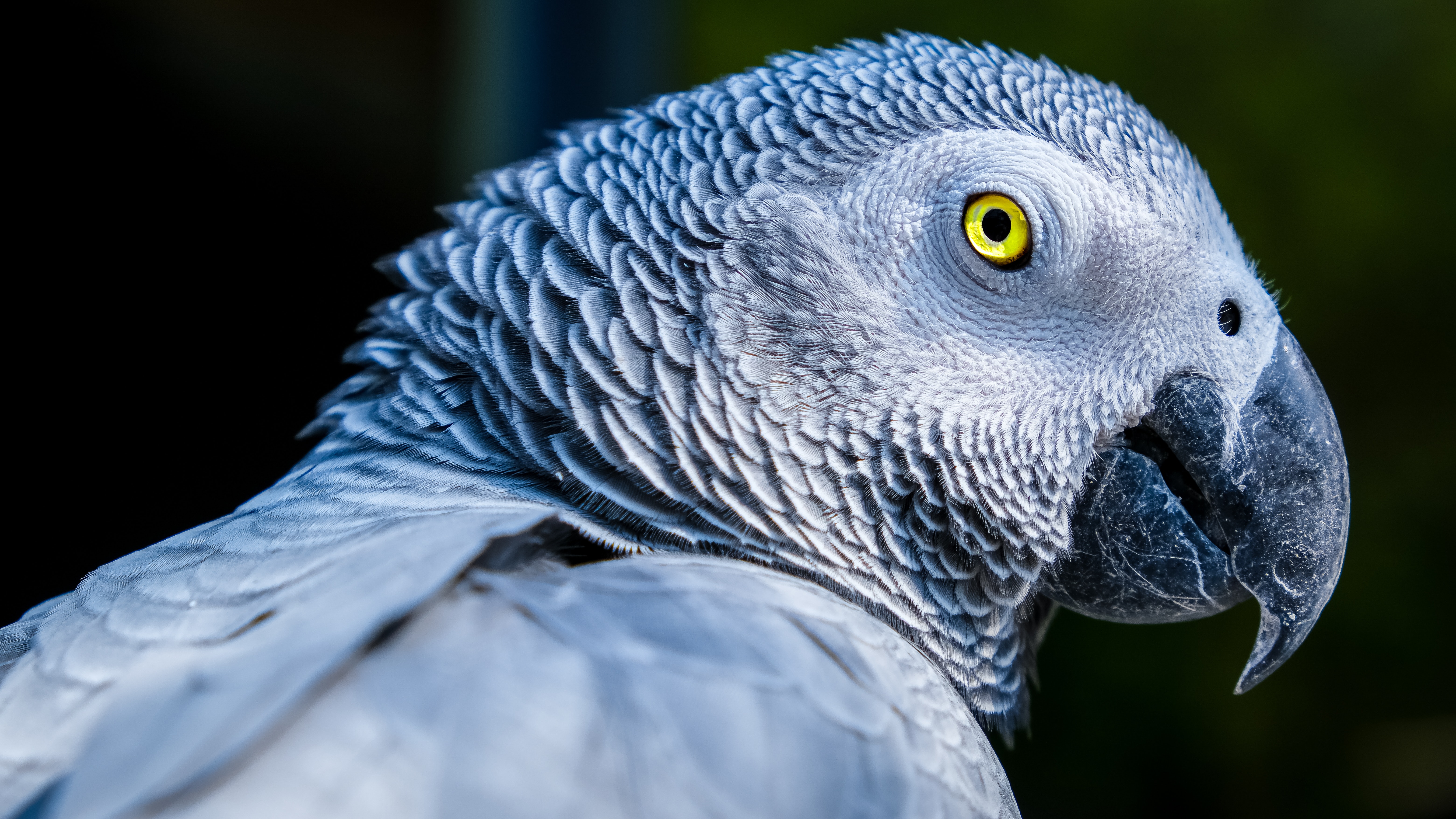 African Grey Parrot Wallpapers