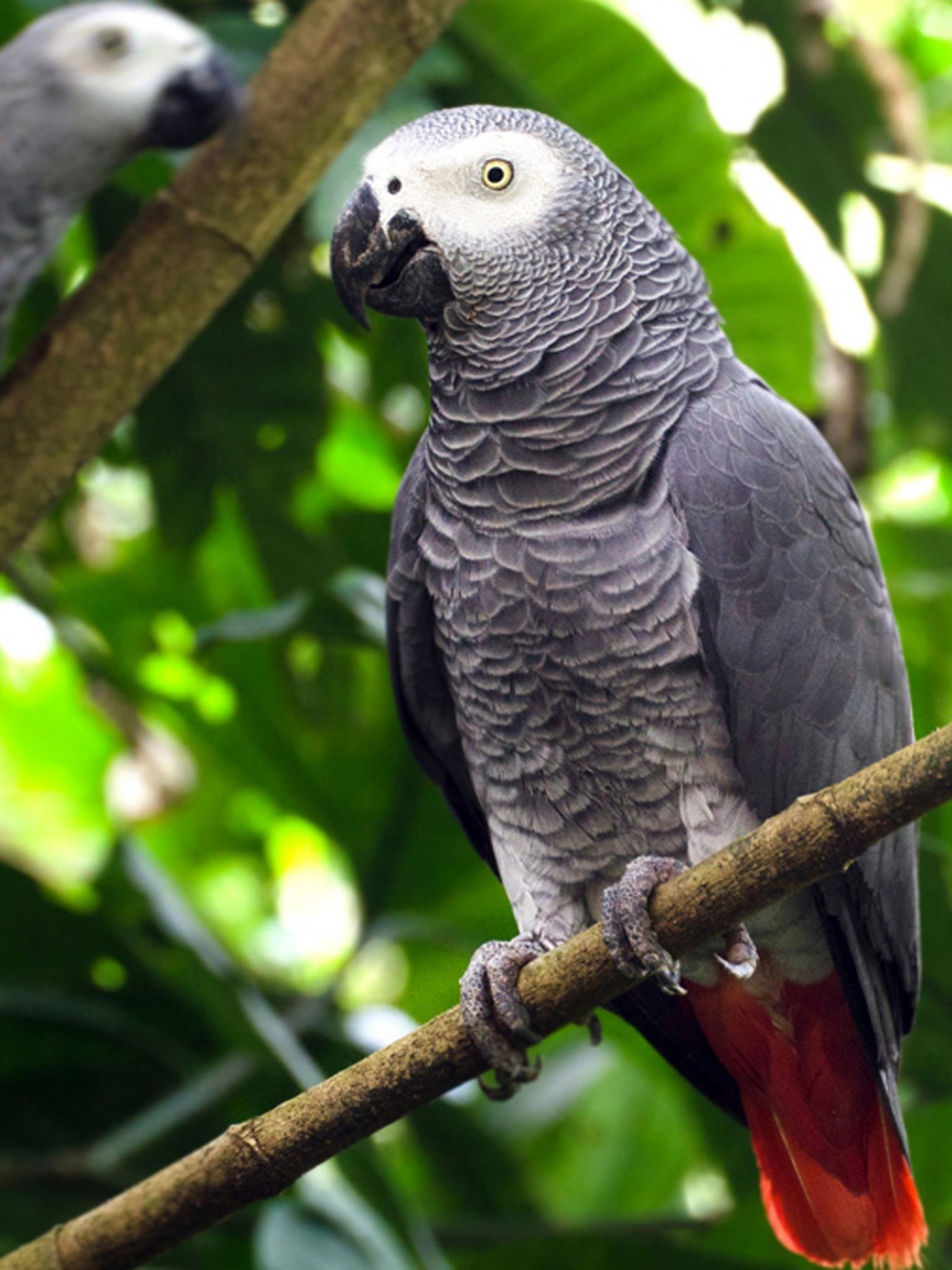 African Grey Parrot Wallpapers