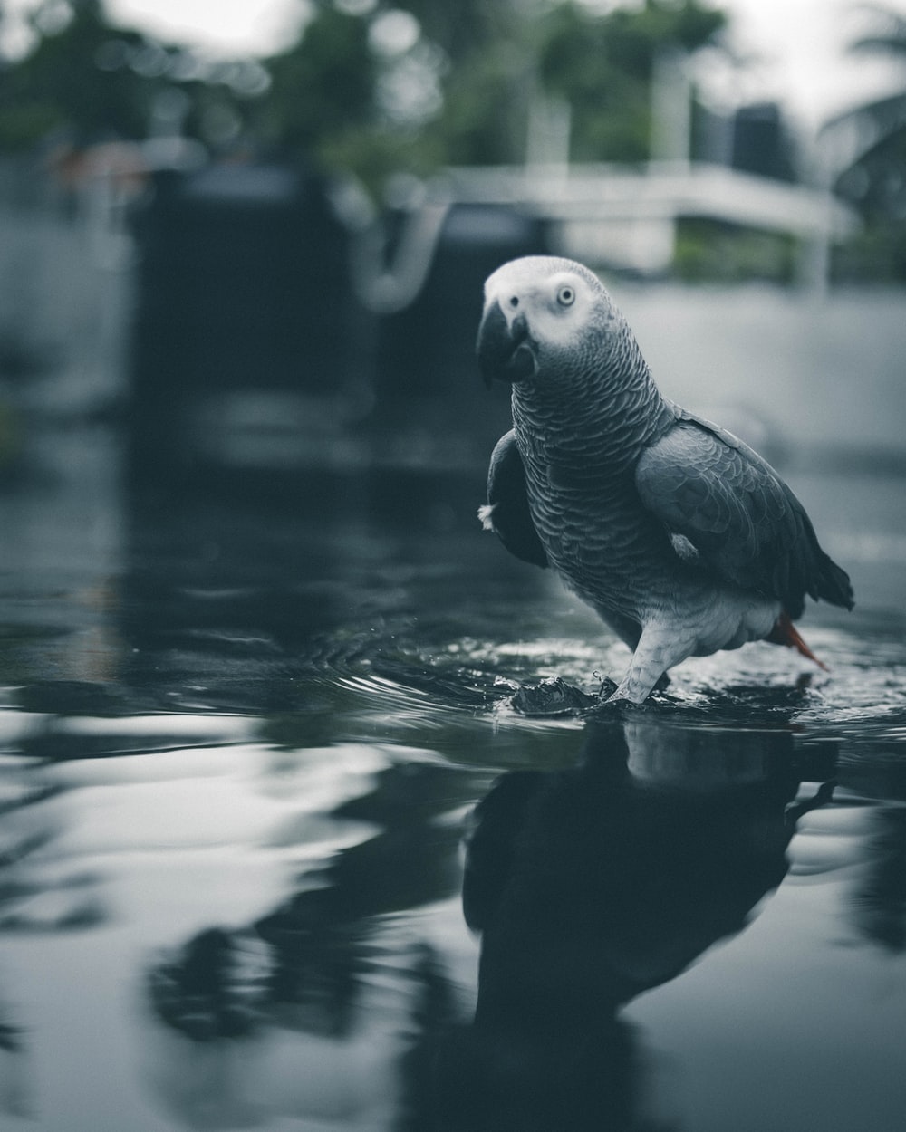 African Grey Parrot Wallpapers