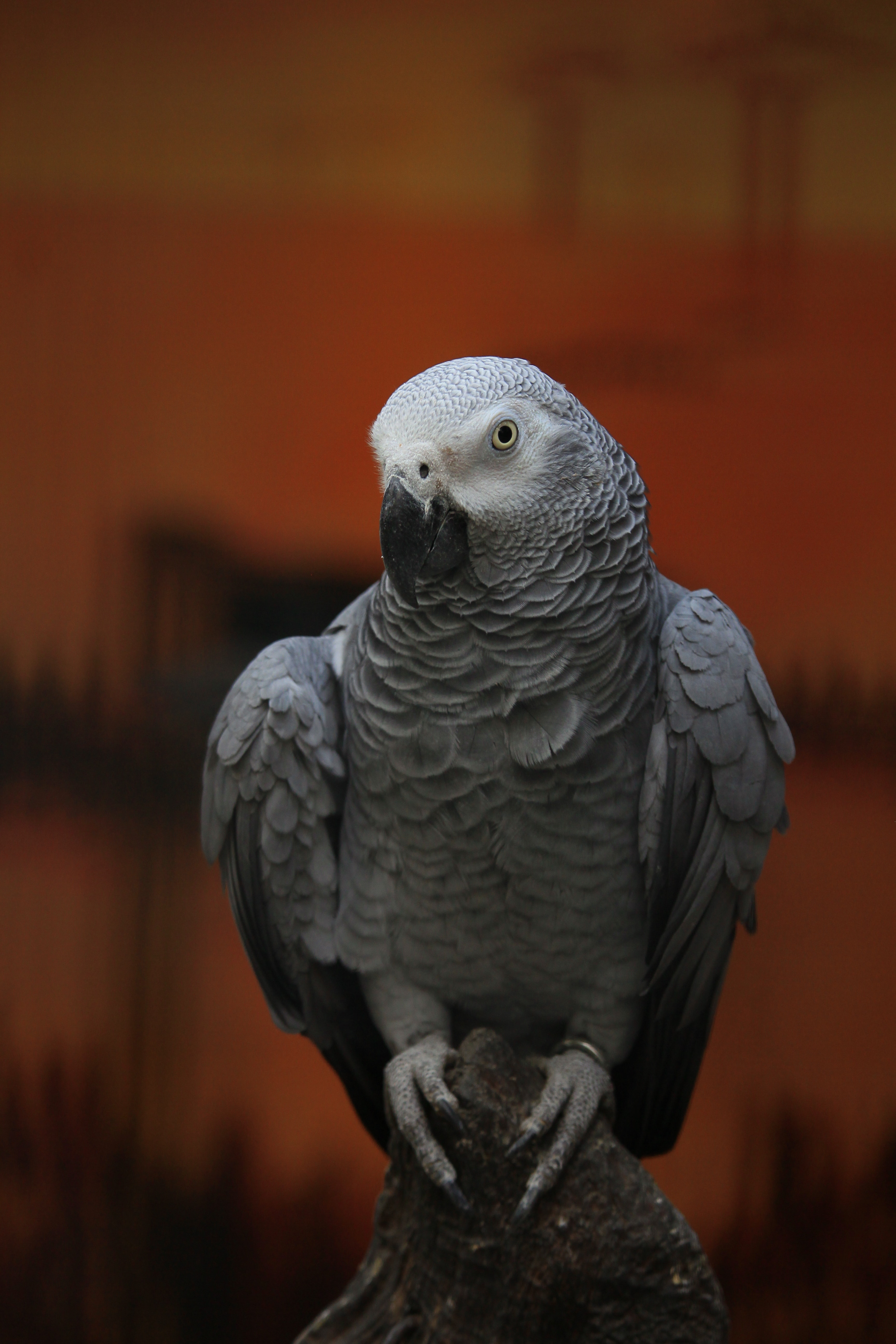 African Grey Parrot Wallpapers