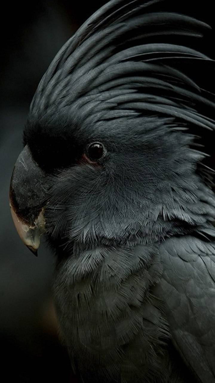 African Grey Parrot Wallpapers