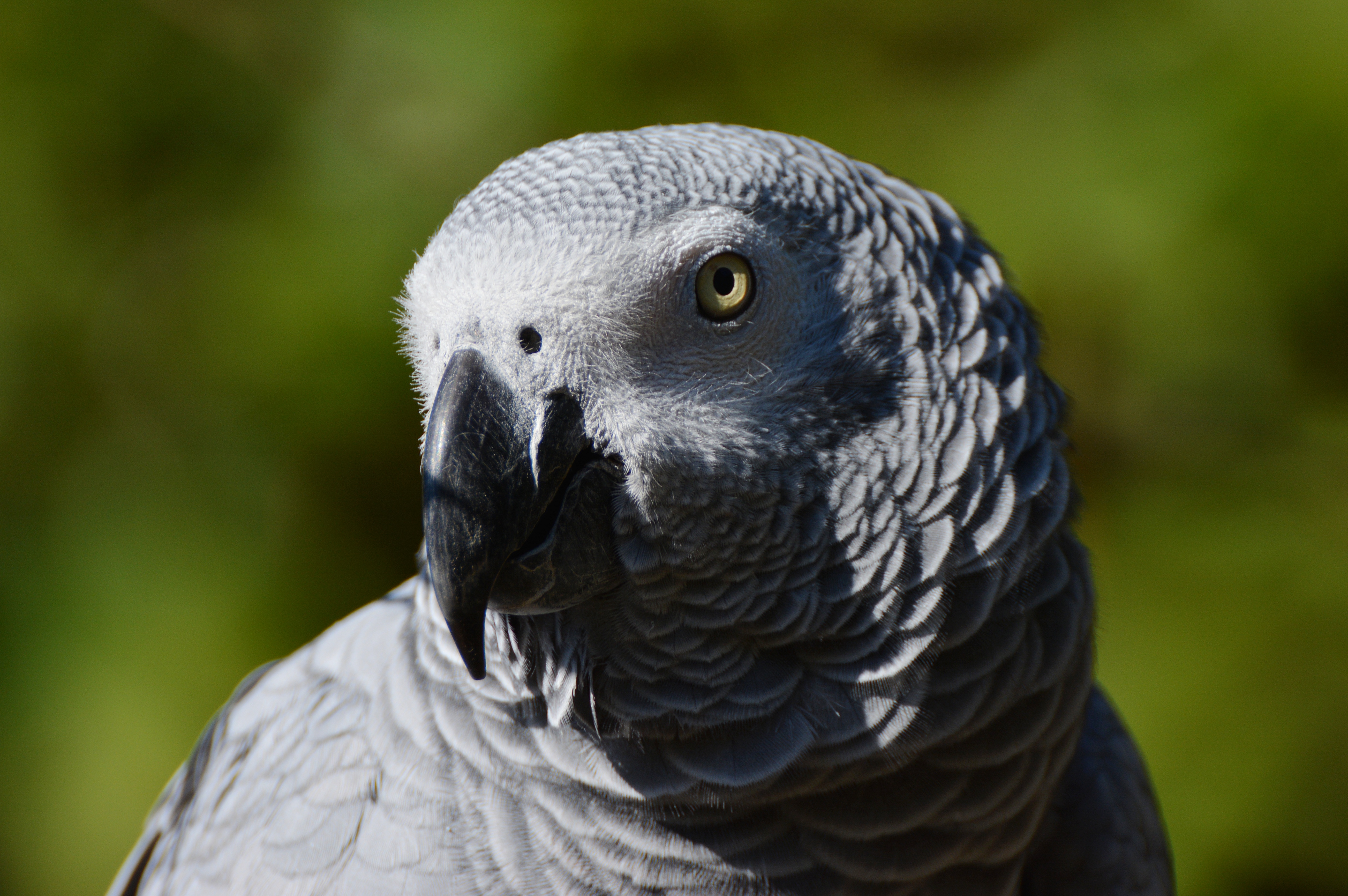 African Grey Parrot Wallpapers