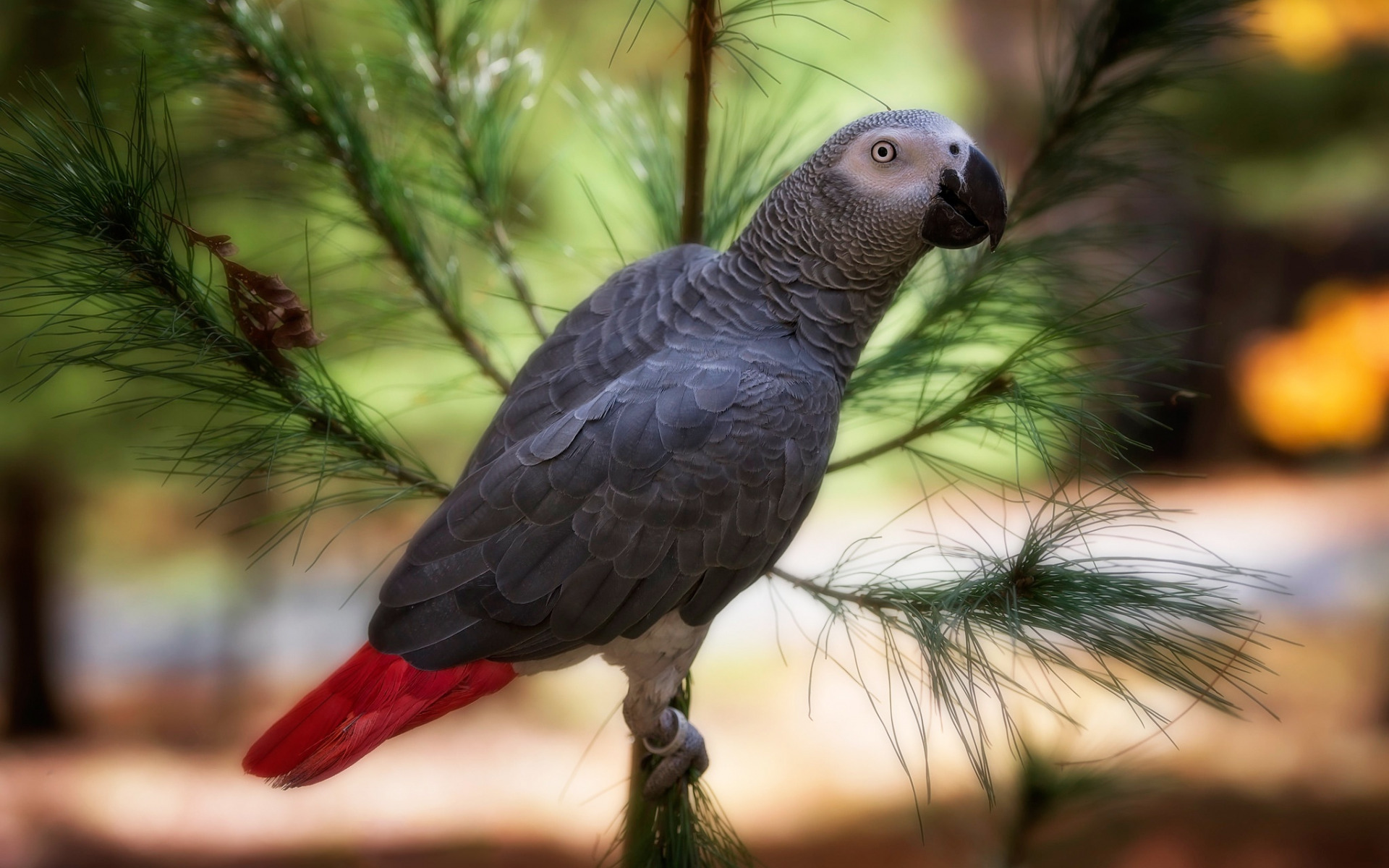 African Grey Parrot Wallpapers