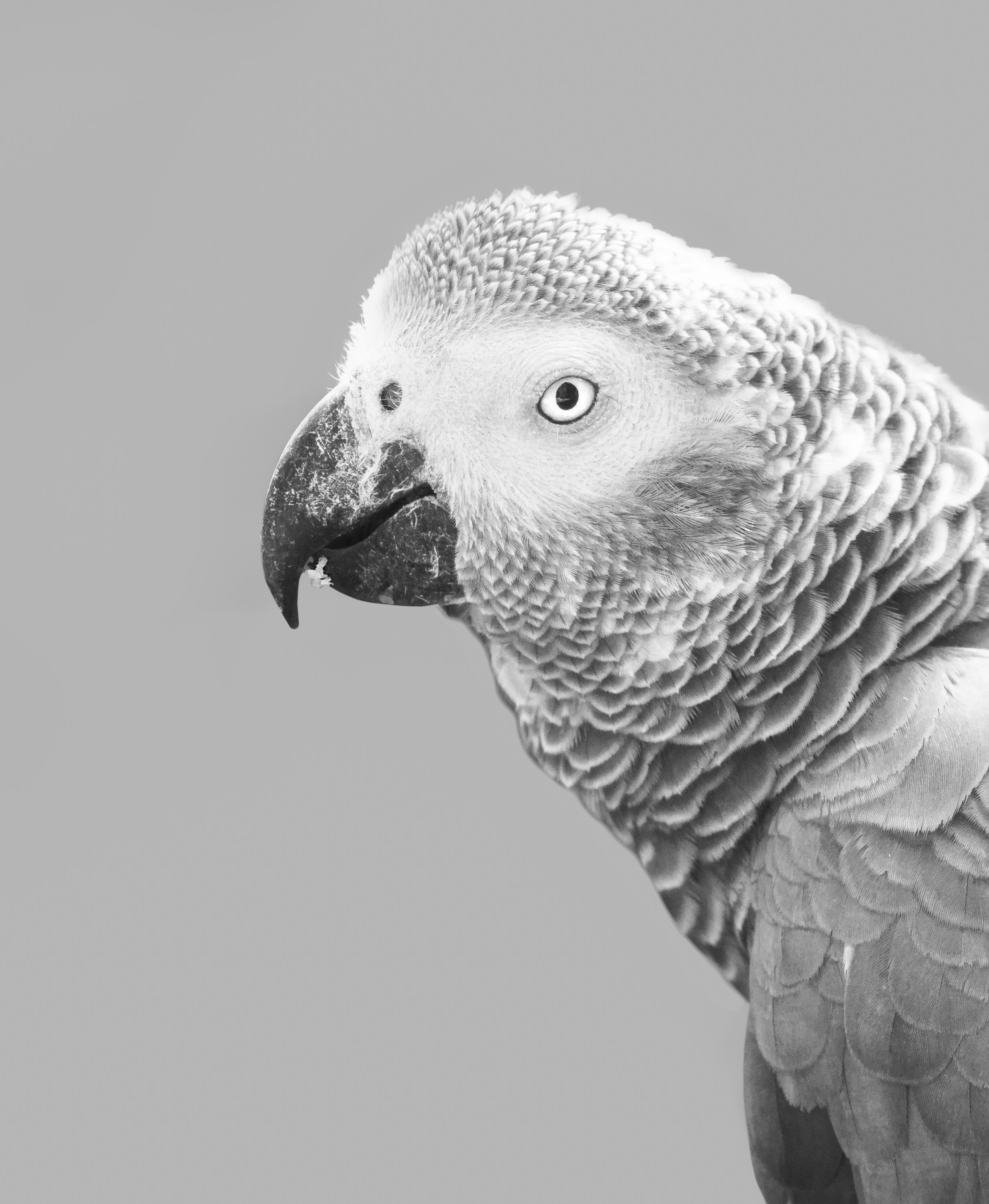 African Grey Parrot Wallpapers