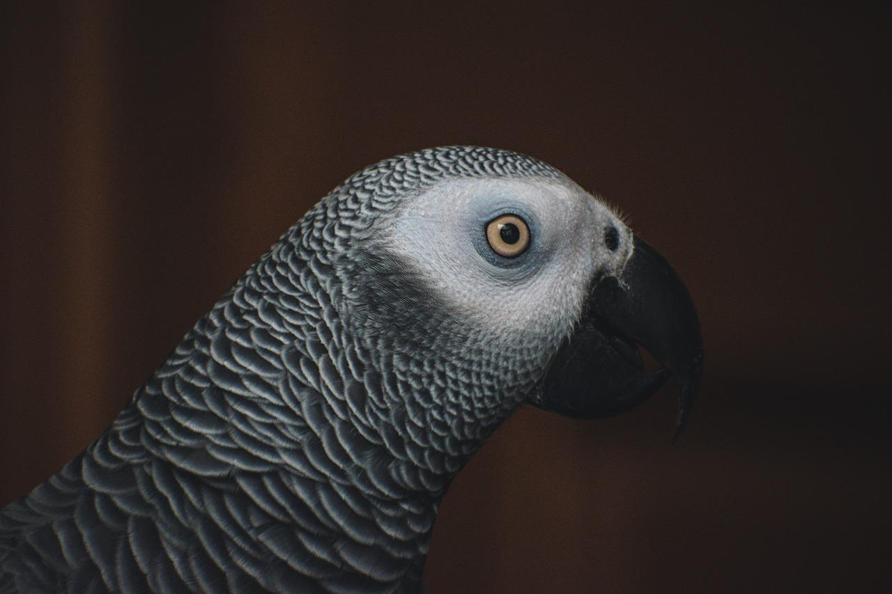 African Grey Parrot Wallpapers