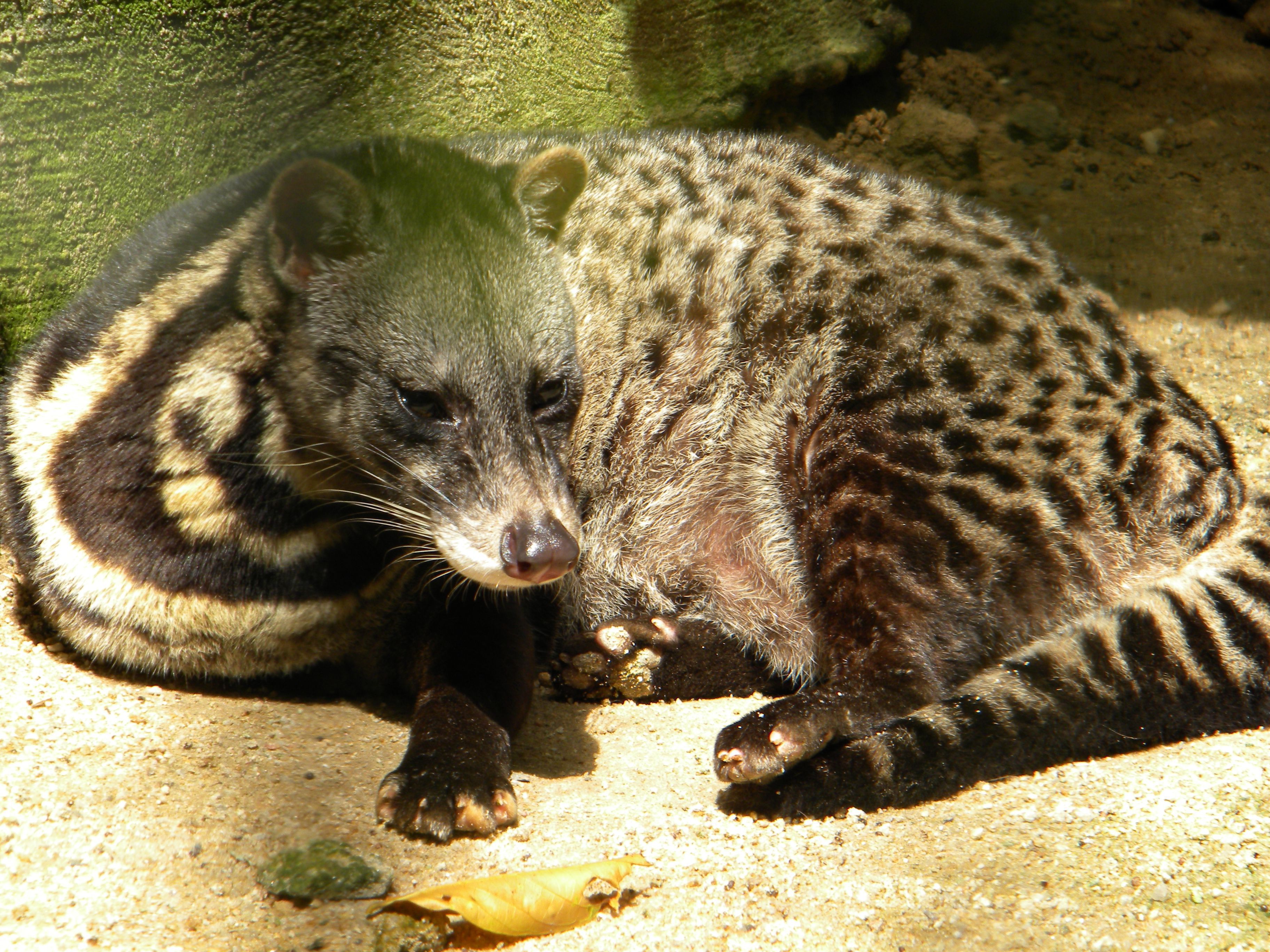 African Palm Civet Wallpapers