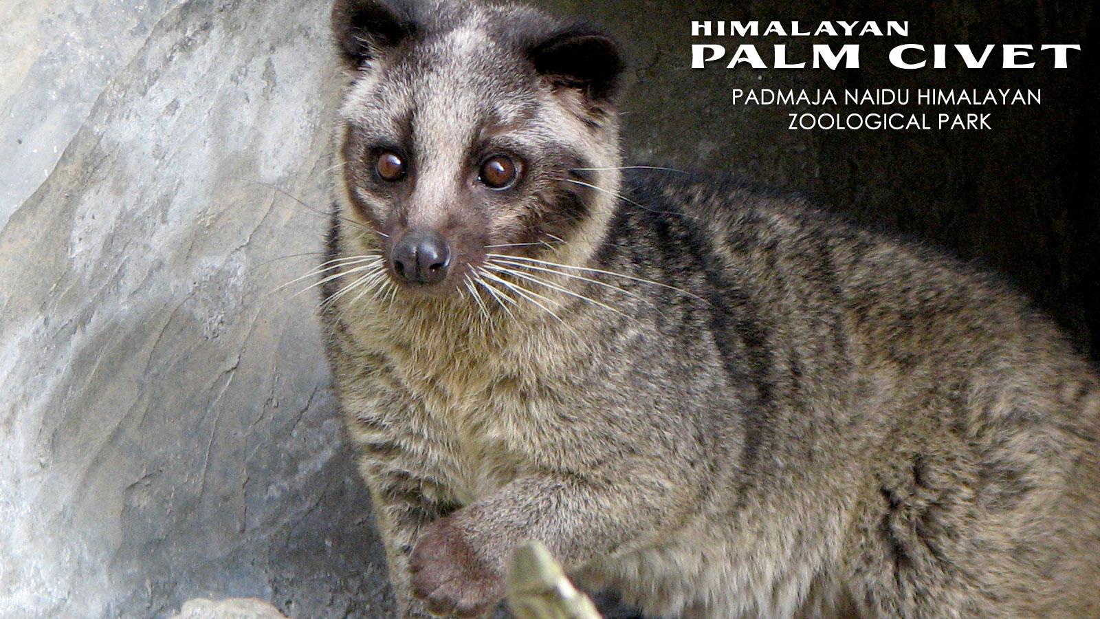 African Palm Civet Wallpapers