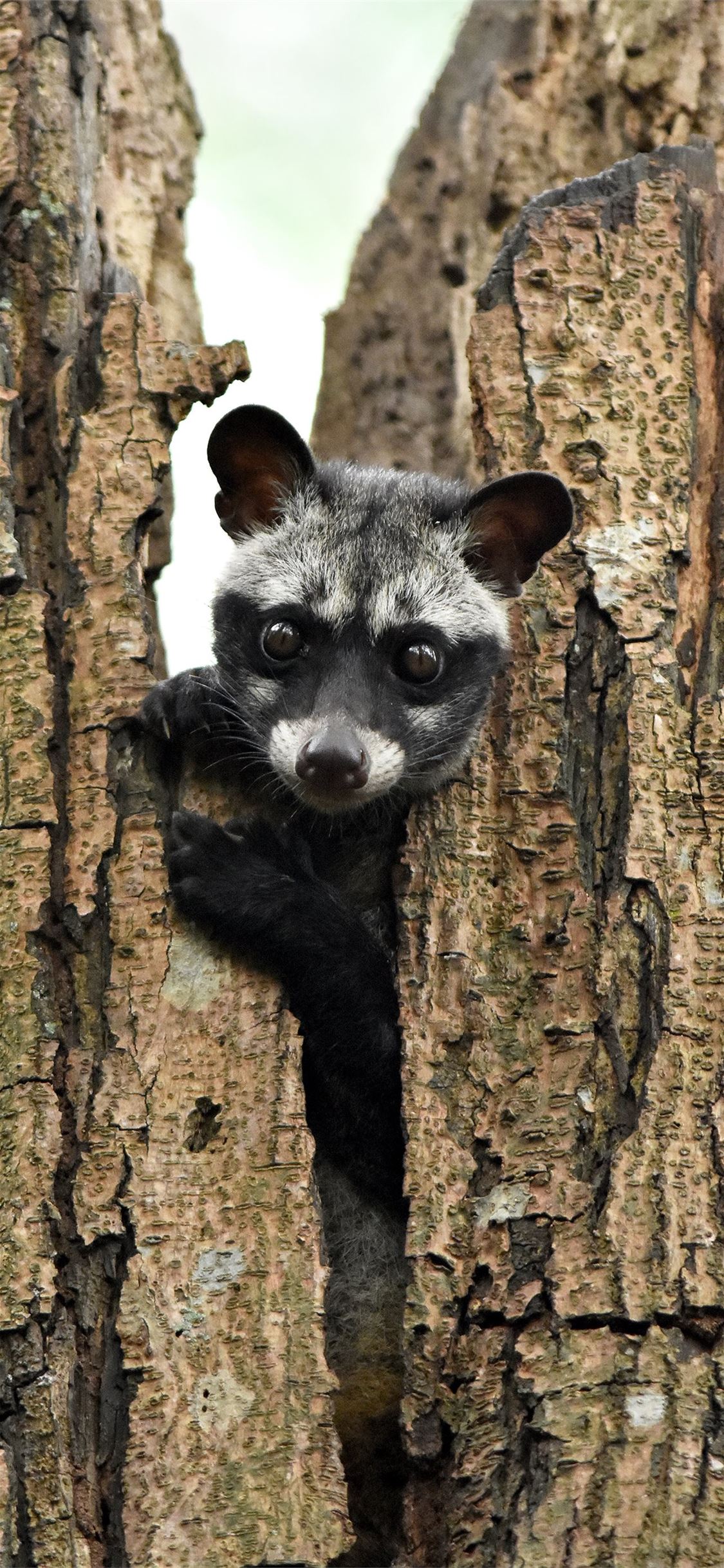 African Palm Civet Wallpapers