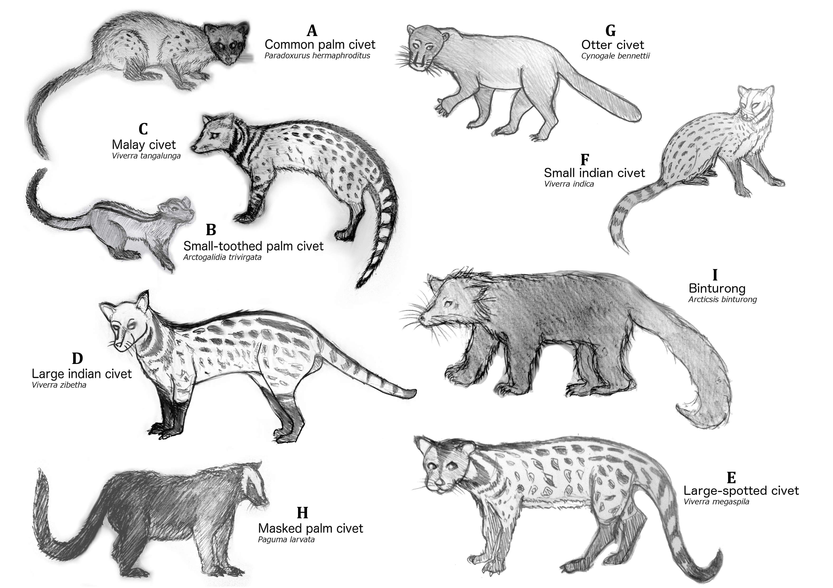 African Palm Civet Wallpapers