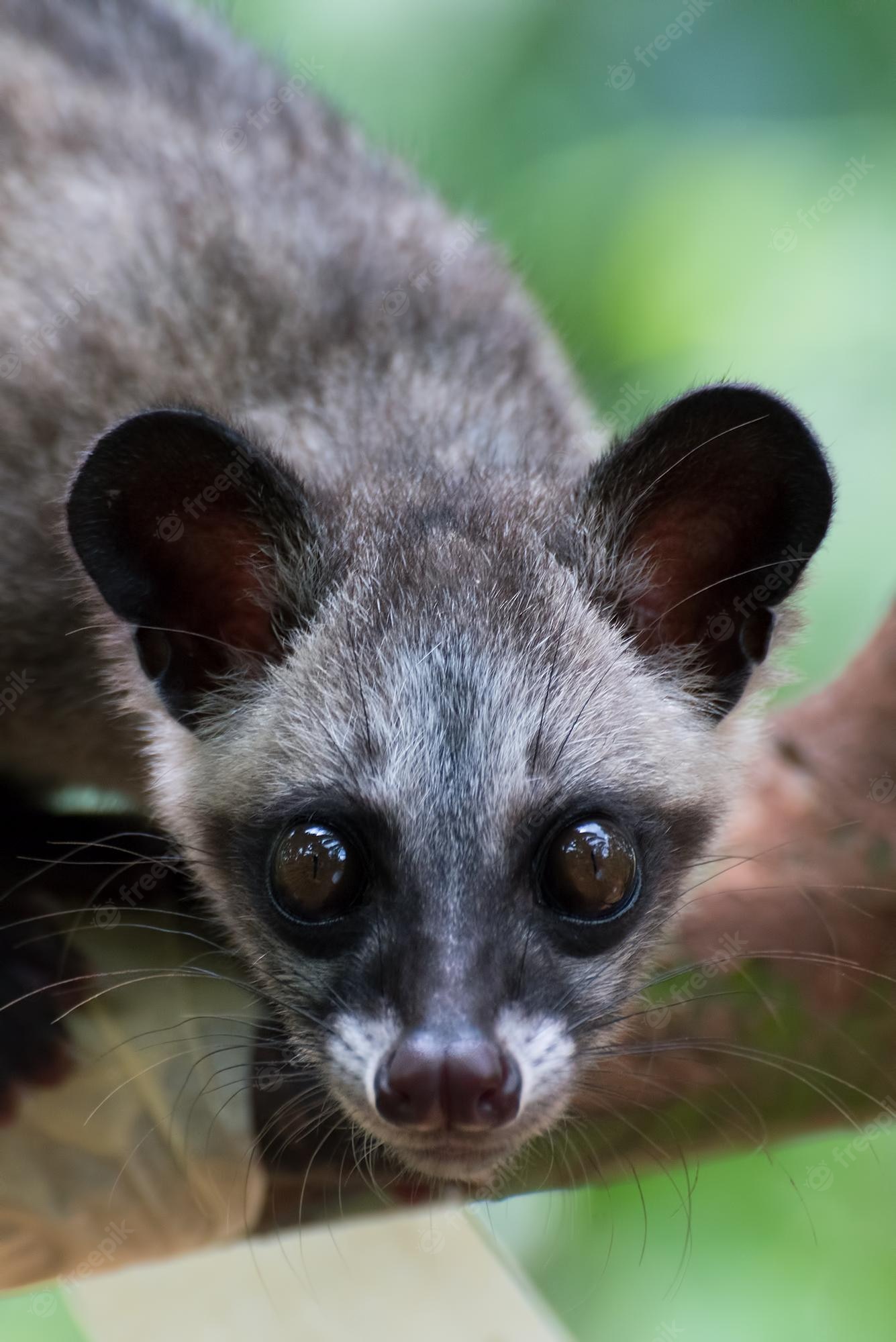 African Palm Civet Wallpapers