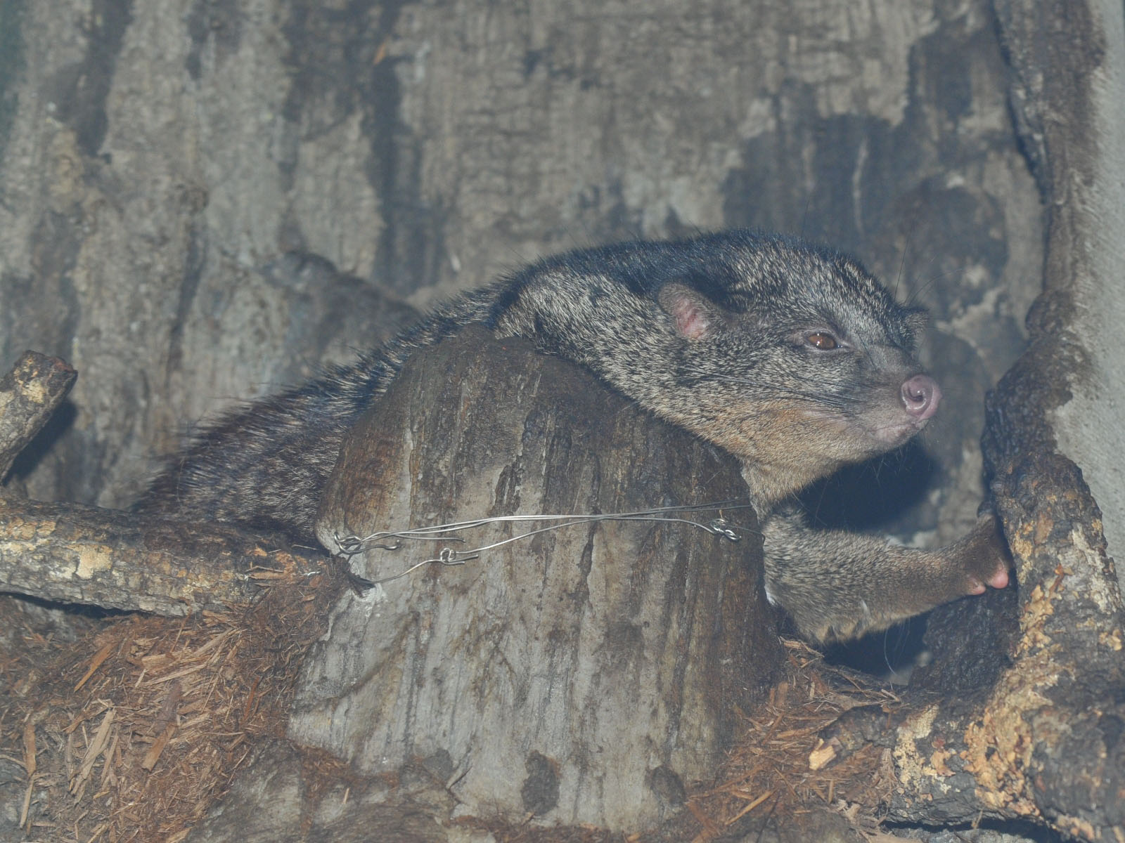 African Palm Civet Wallpapers