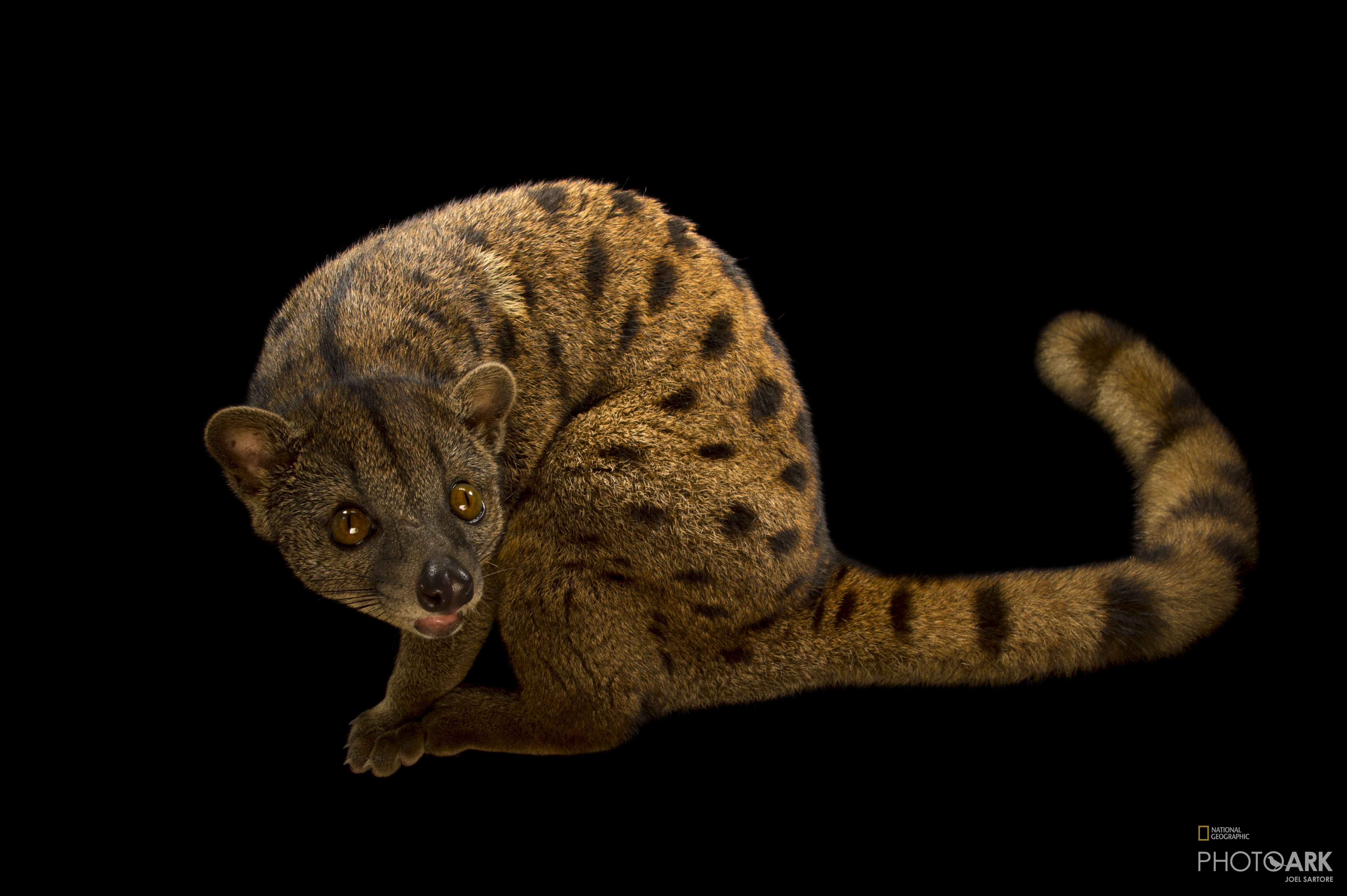 African Palm Civet Wallpapers