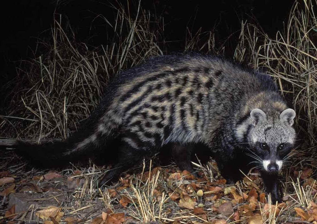 African Palm Civet Wallpapers