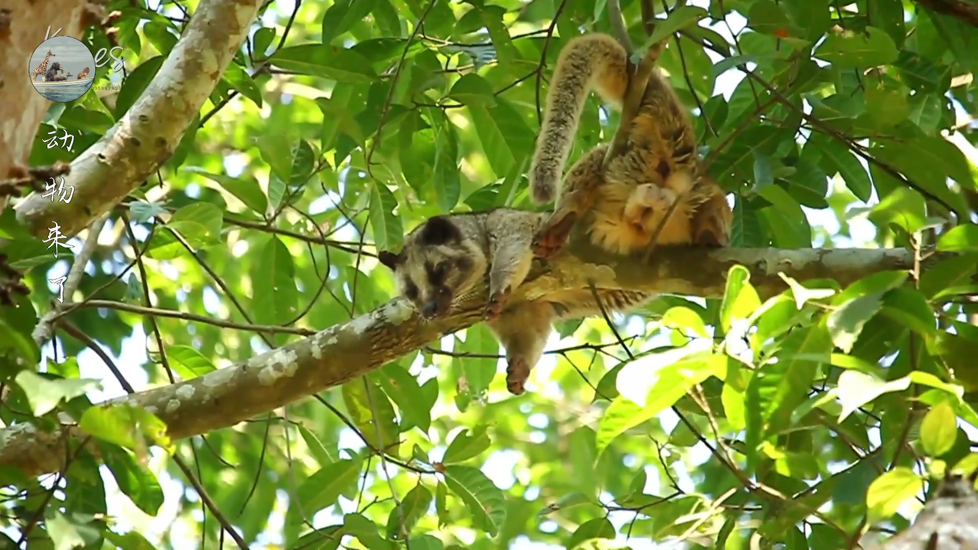 African Palm Civet Wallpapers